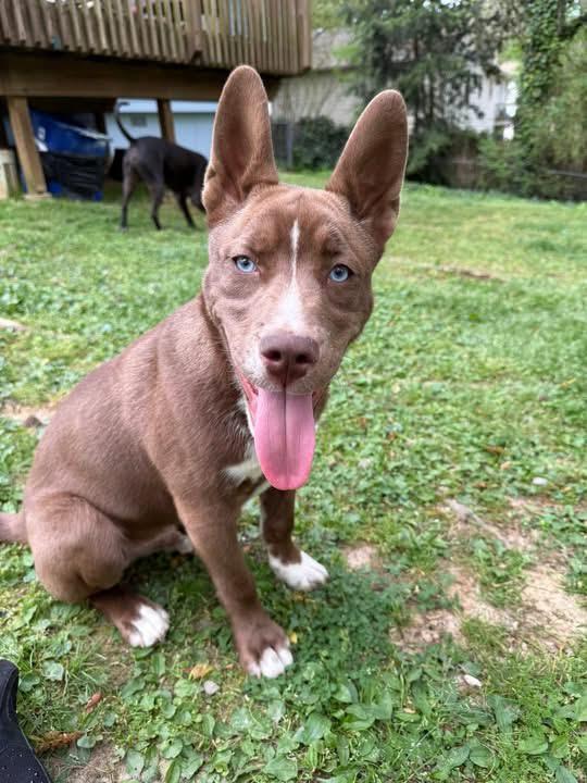 Enlarge Bear Grylls, a ADOPTABLE mixed breed in Cumming, GA image 2/4