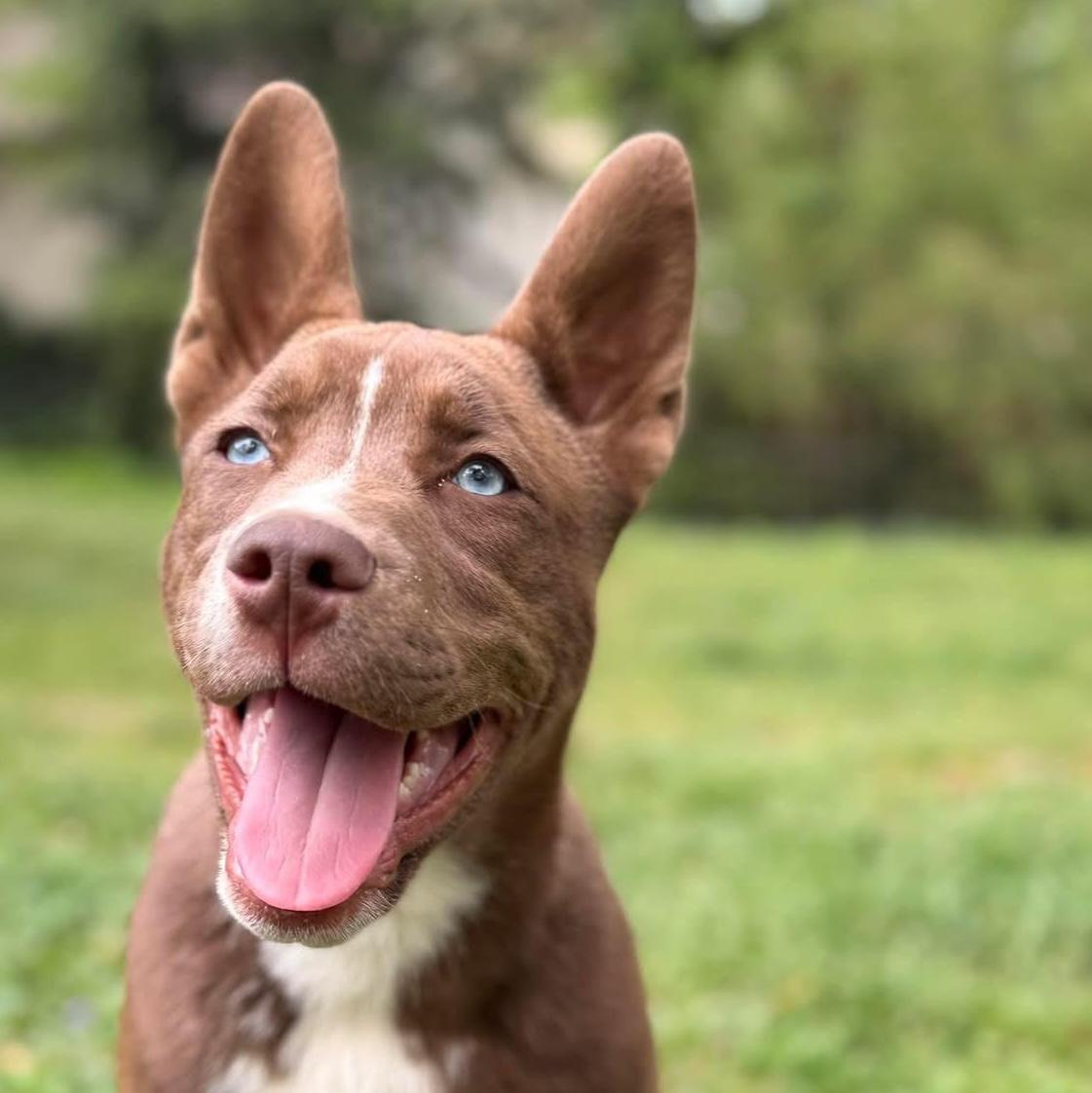 Enlarge Bear Grylls, a ADOPTABLE mixed breed in Cumming, GA image 1/4