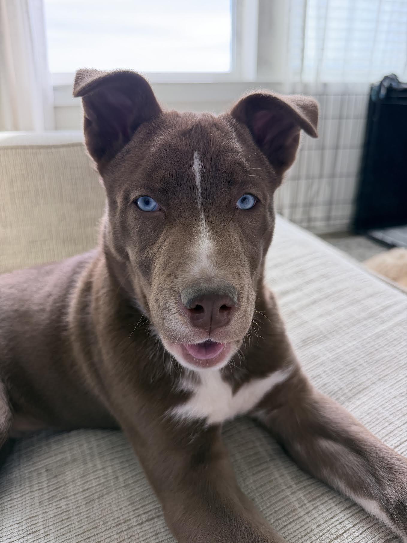 Enlarge Bear Grylls, a ADOPTABLE mixed breed in Cumming, GA image 4/4