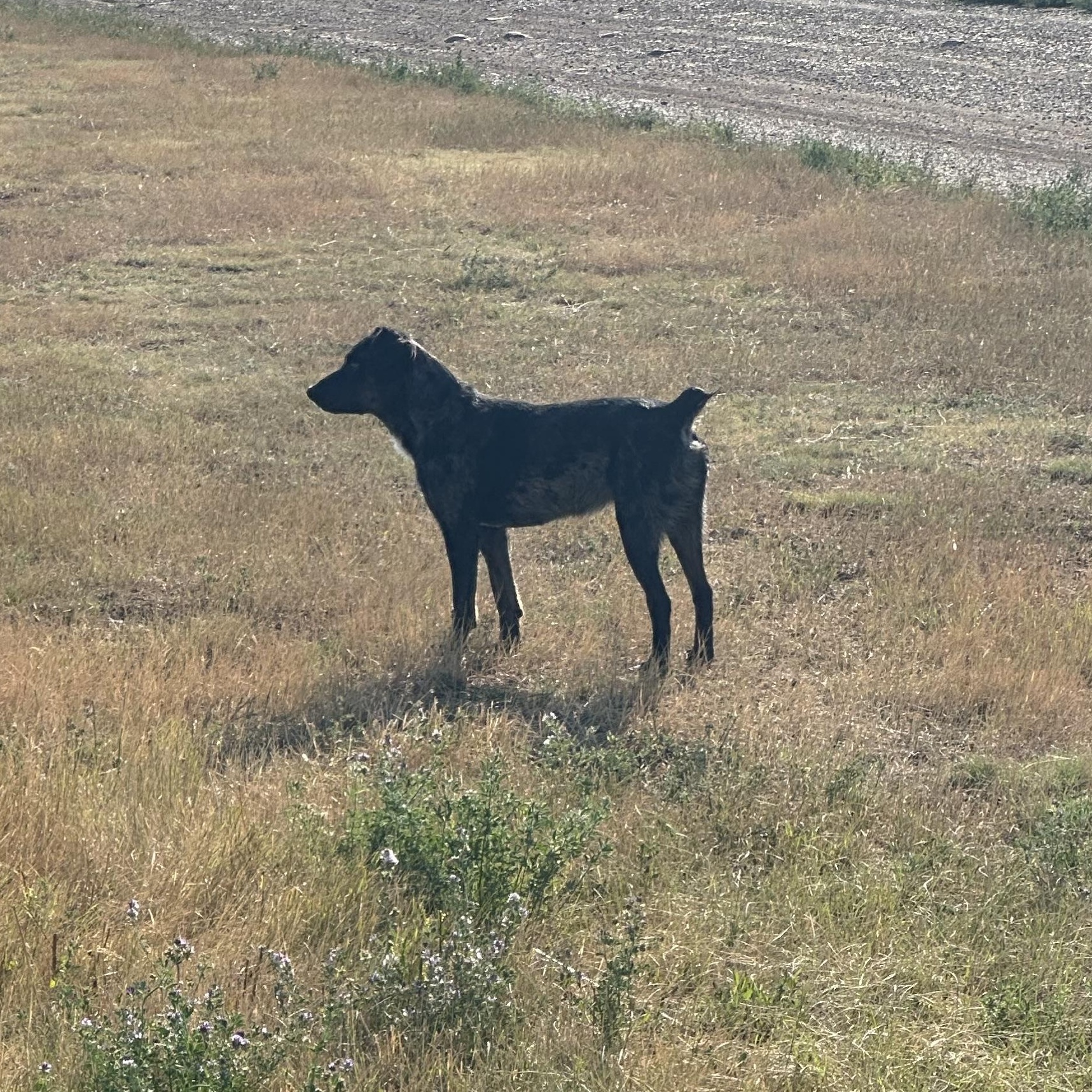 Enlarge Cheeto, a ADOPTABLE mixed breed in Scranton, ND image 5/6