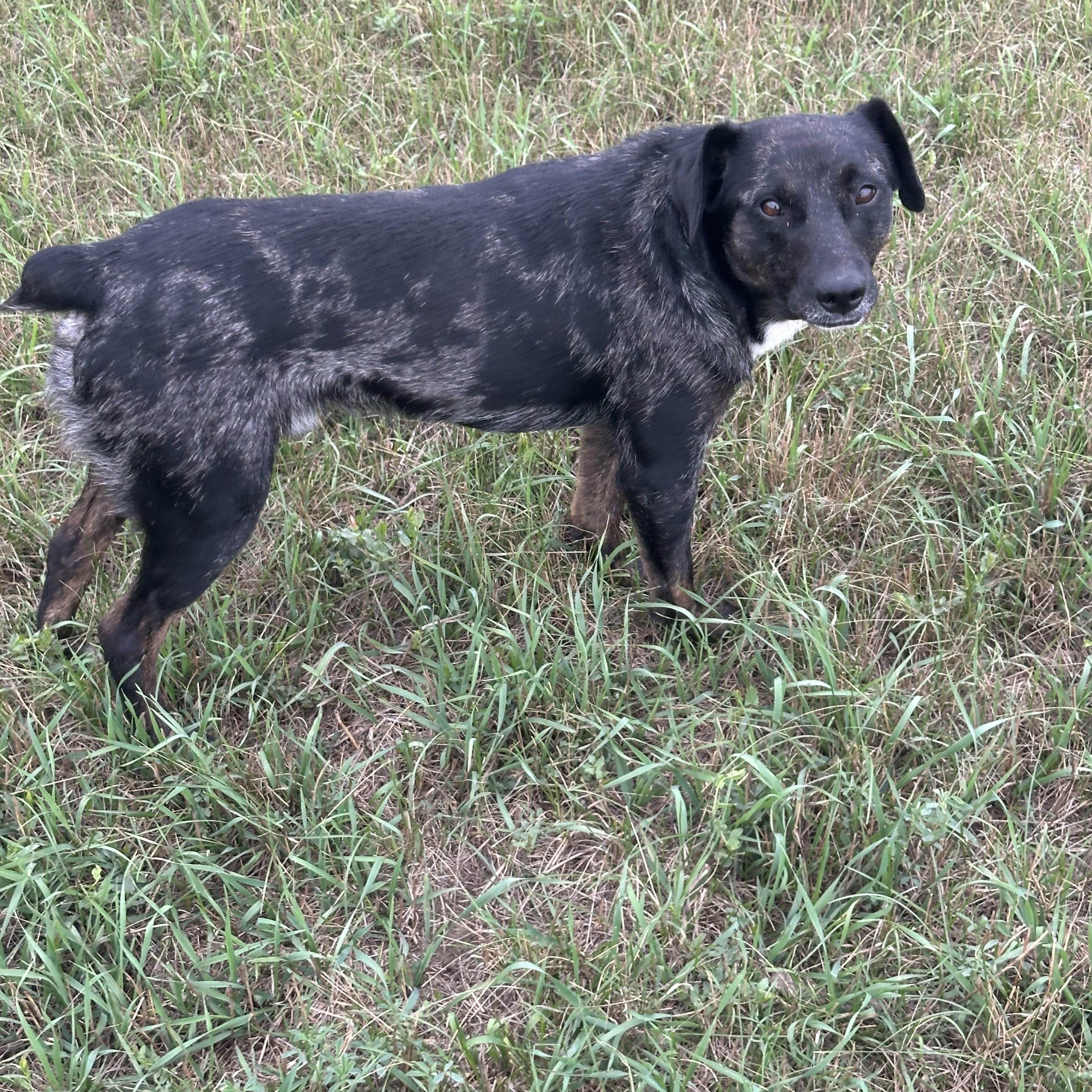 Enlarge Cheeto, a ADOPTABLE mixed breed in Scranton, ND image 3/6