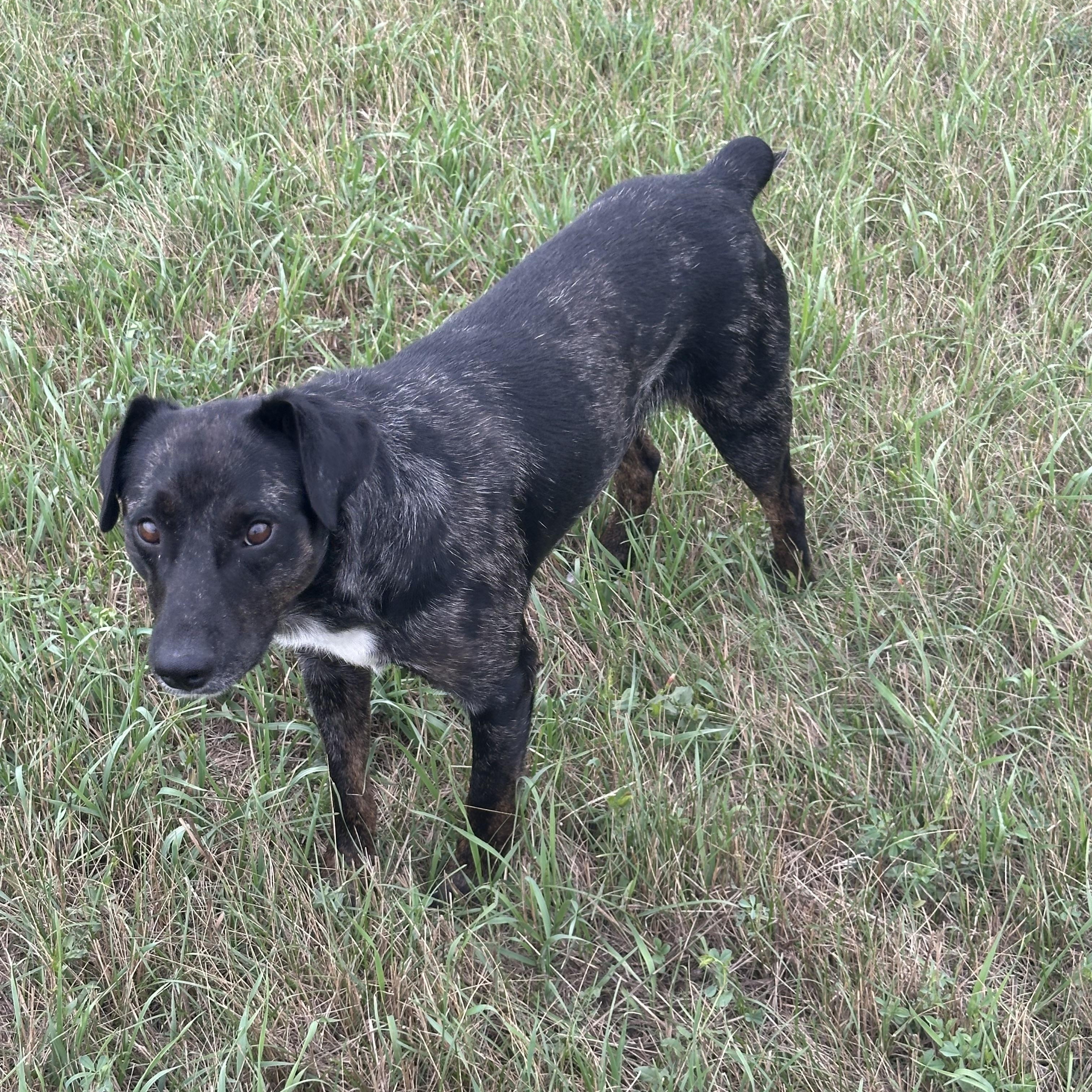 Enlarge Cheeto, a ADOPTABLE mixed breed in Scranton, ND image 6/6