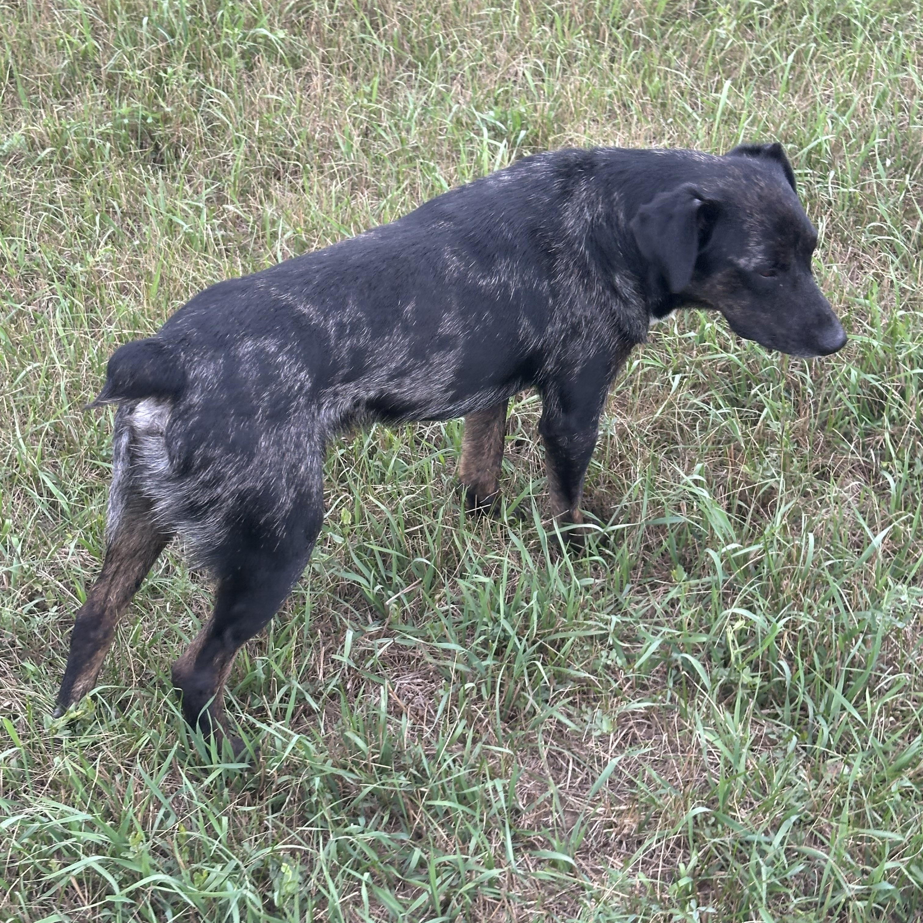 Enlarge Cheeto, a ADOPTABLE mixed breed in Scranton, ND image 4/6