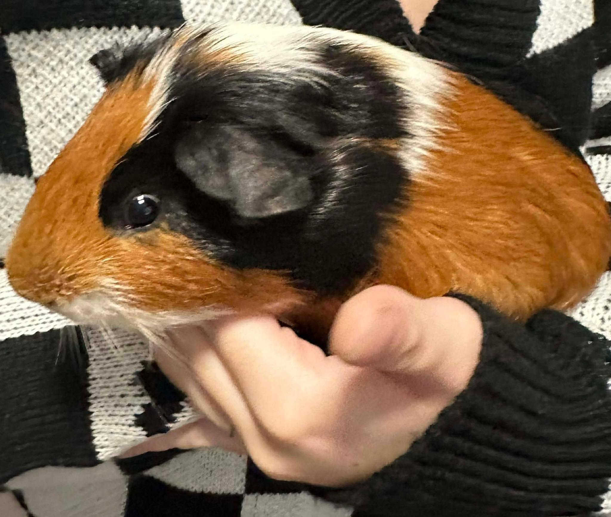 Enlarge Augie, Newt, and Dib, an adopted Guinea Pig in Cocoa, FL image 1/3