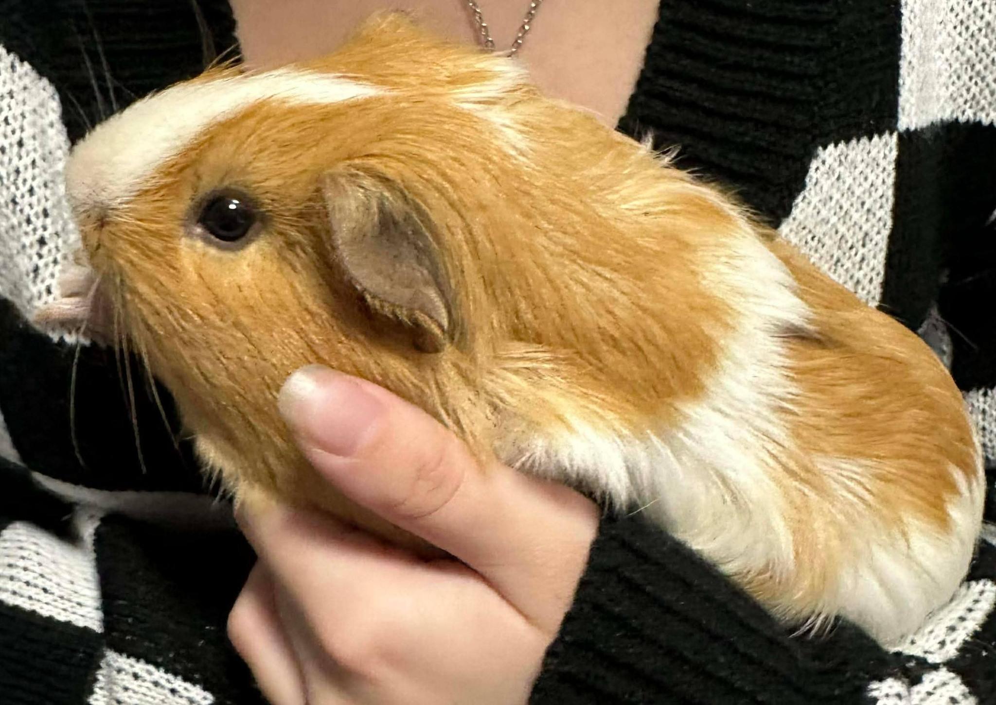 Enlarge Augie, Newt, and Dib, an adopted Guinea Pig in Cocoa, FL image 2/3