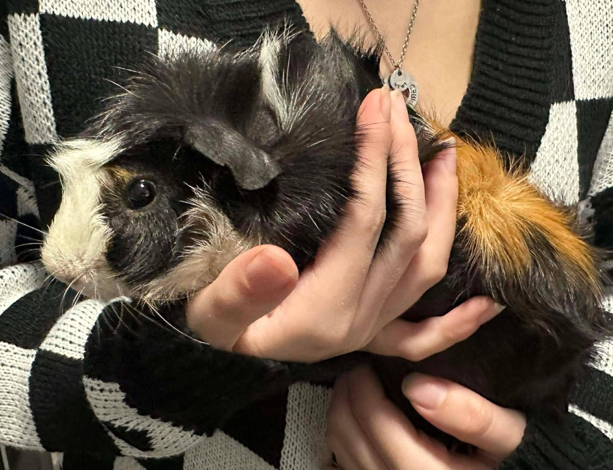 Enlarge Augie, Newt, and Dib, an adopted Guinea Pig in Cocoa, FL image 3/3