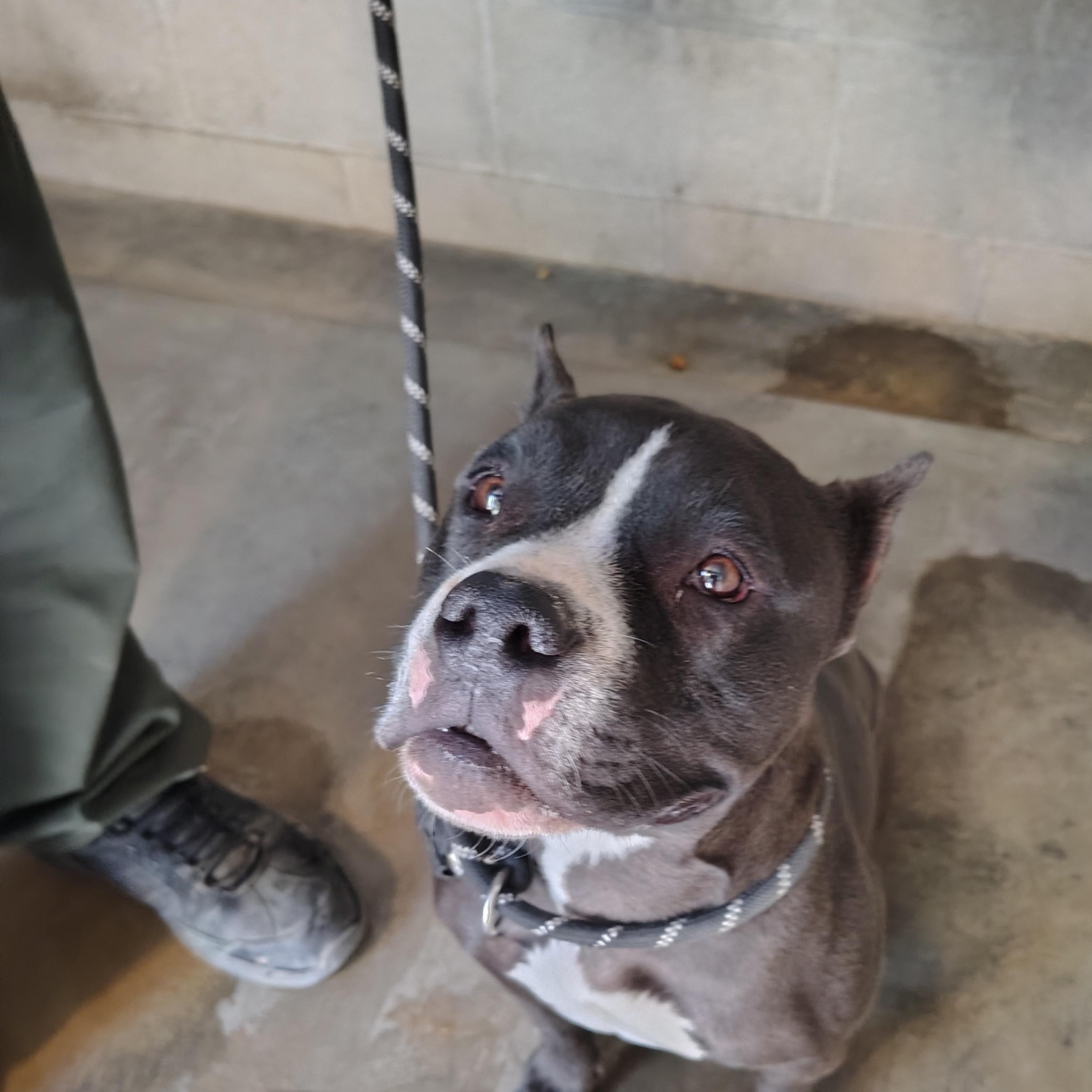 Enlarge Tyson, a Adoptable American Staffordshire Terrier in Parker, AZ image 2/3