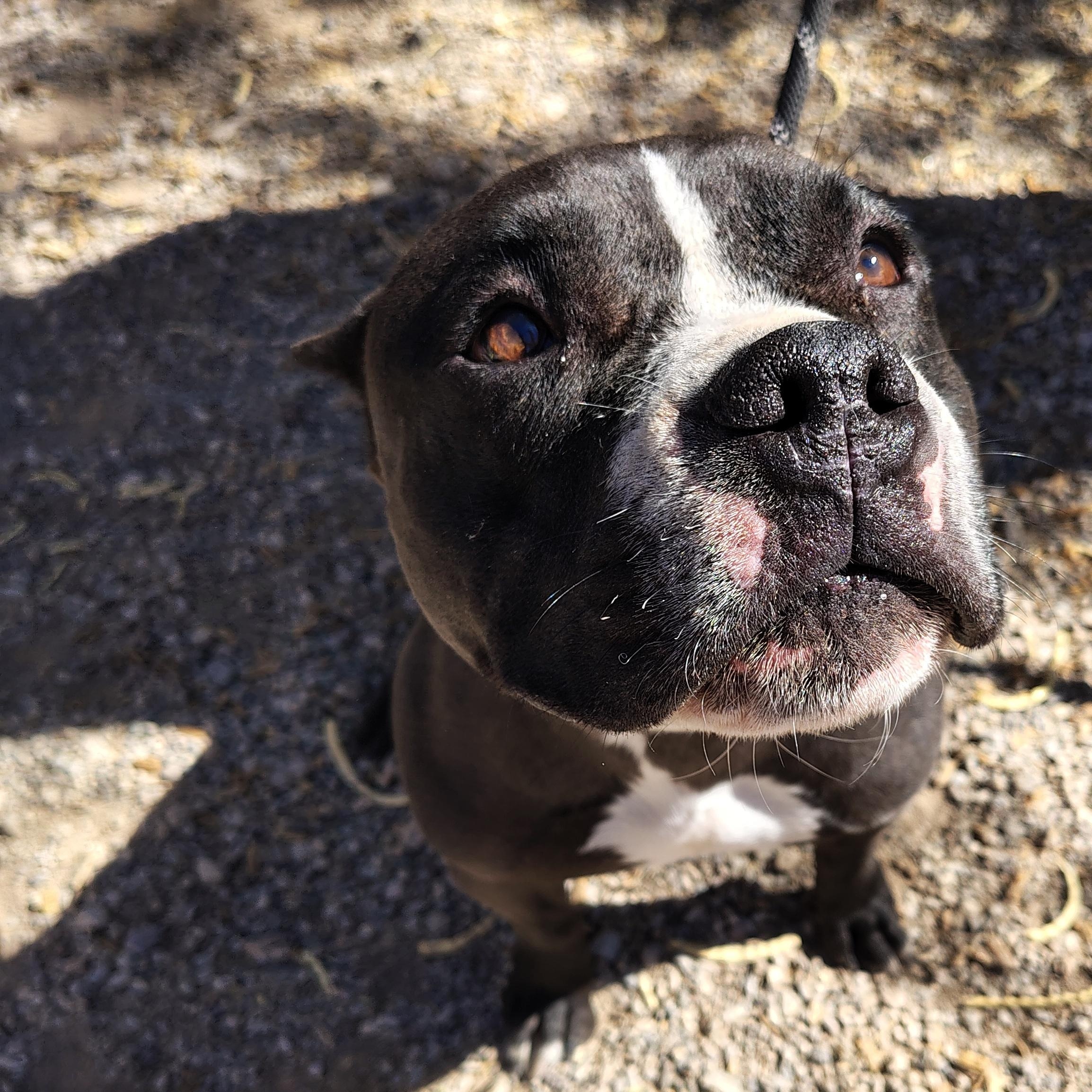 Tyson, Adoptable, Adult Male American Staffordshire Terrier.