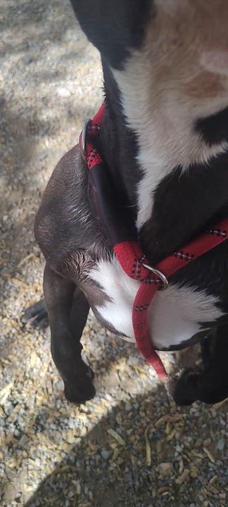 Enlarge Tyson, a Adoptable American Staffordshire Terrier in Parker, AZ video 3/3