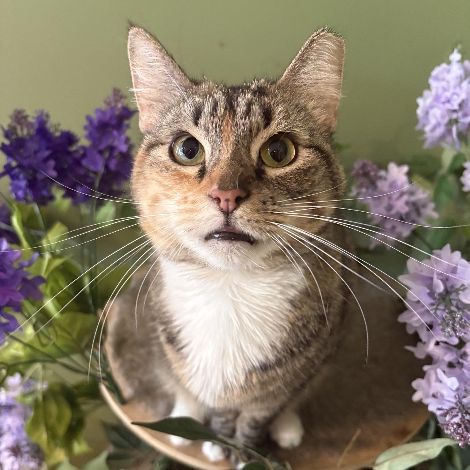 Zinnia (Stunning Torbie), ADOPTABLE, Young Female Torbie.
