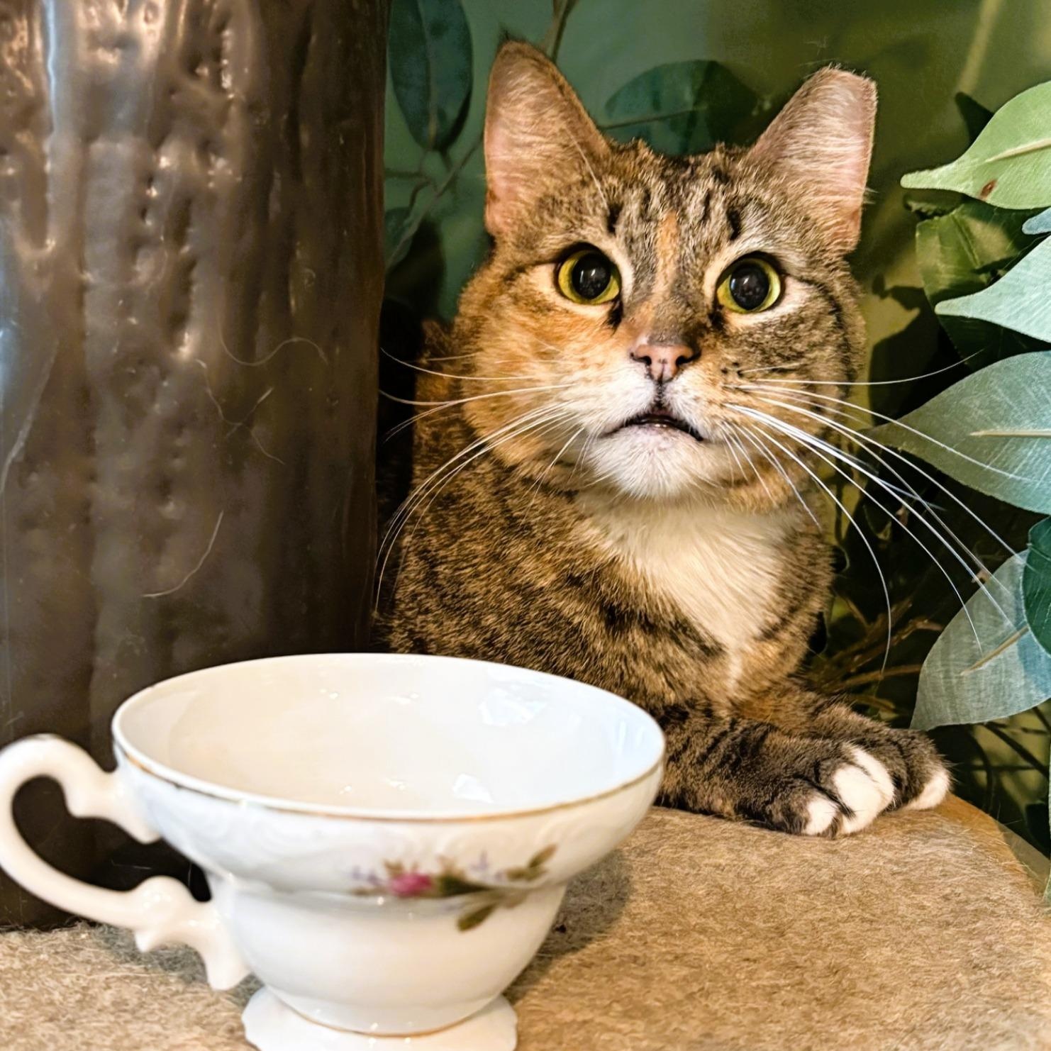 Zinnia (Stunning Torbie), a ADOPTABLE Torbie in Rochester, NY image 3/5