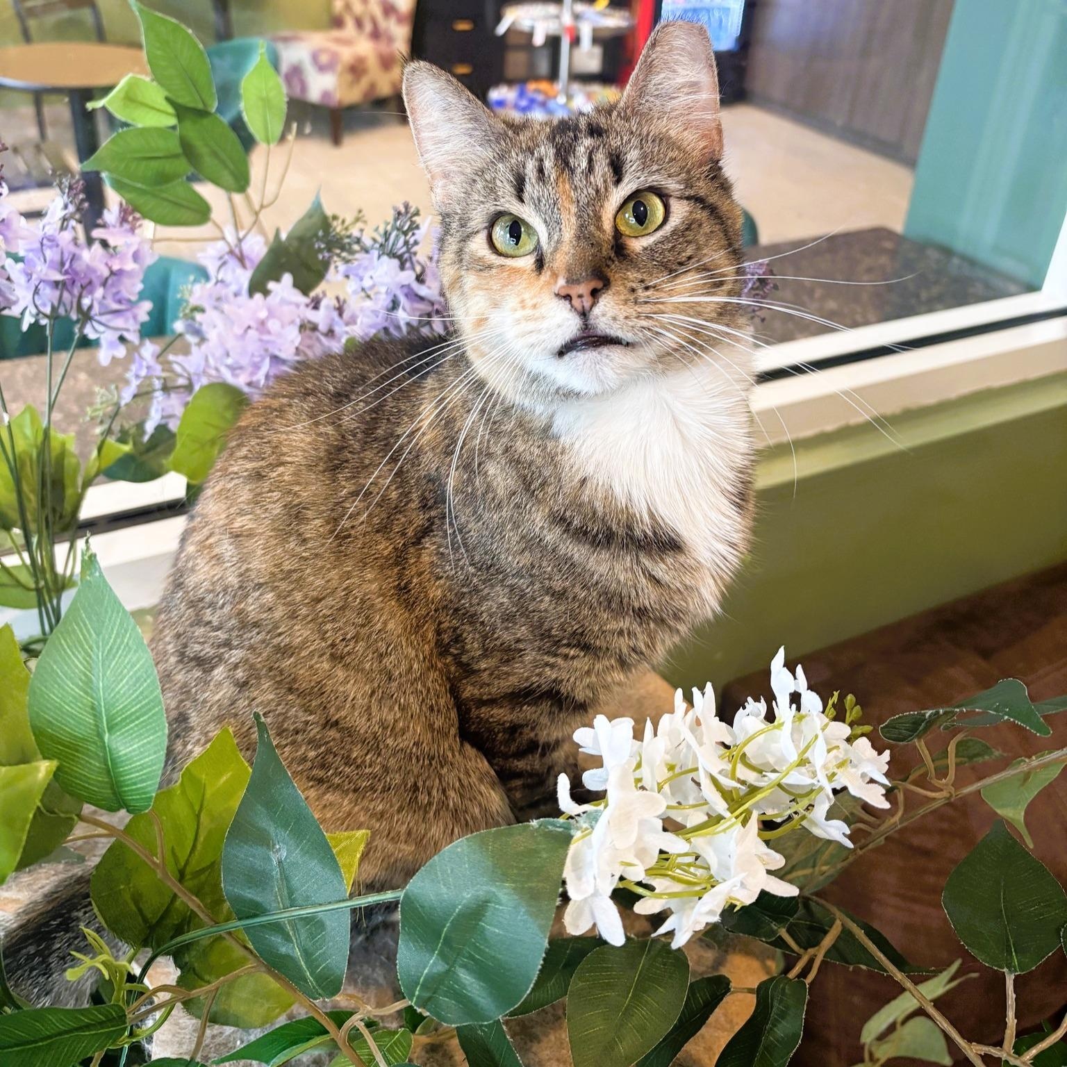 Zinnia (Stunning Torbie), a ADOPTABLE Torbie in Rochester, NY image 2/5