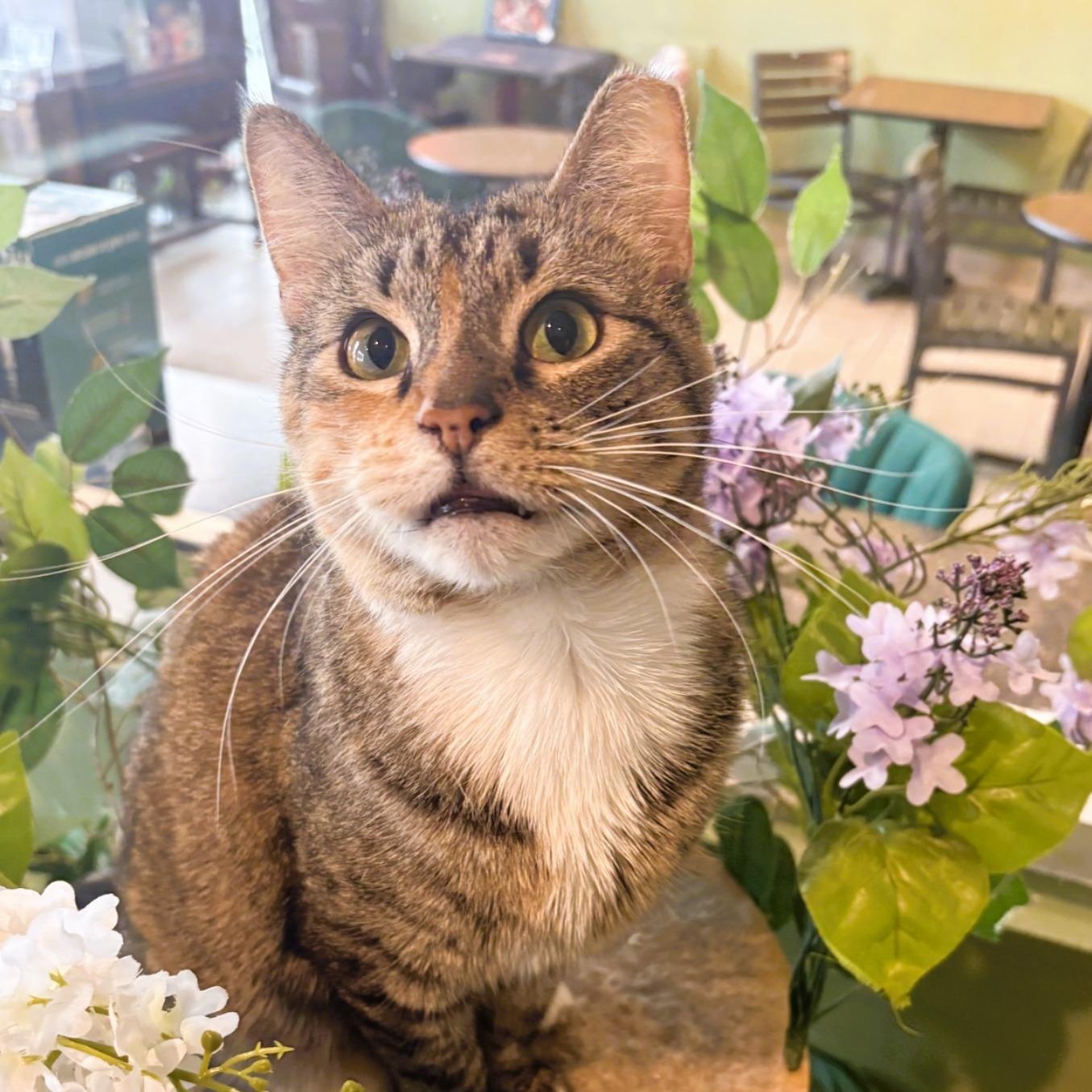 Zinnia (Stunning Torbie), a ADOPTABLE Torbie in Rochester, NY image 4/5