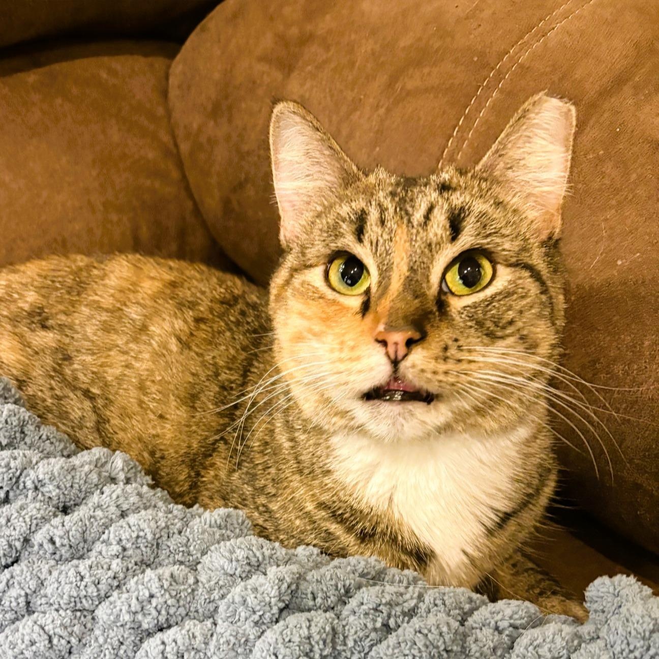 Zinnia (Stunning Torbie), a ADOPTABLE Torbie in Rochester, NY image 5/5