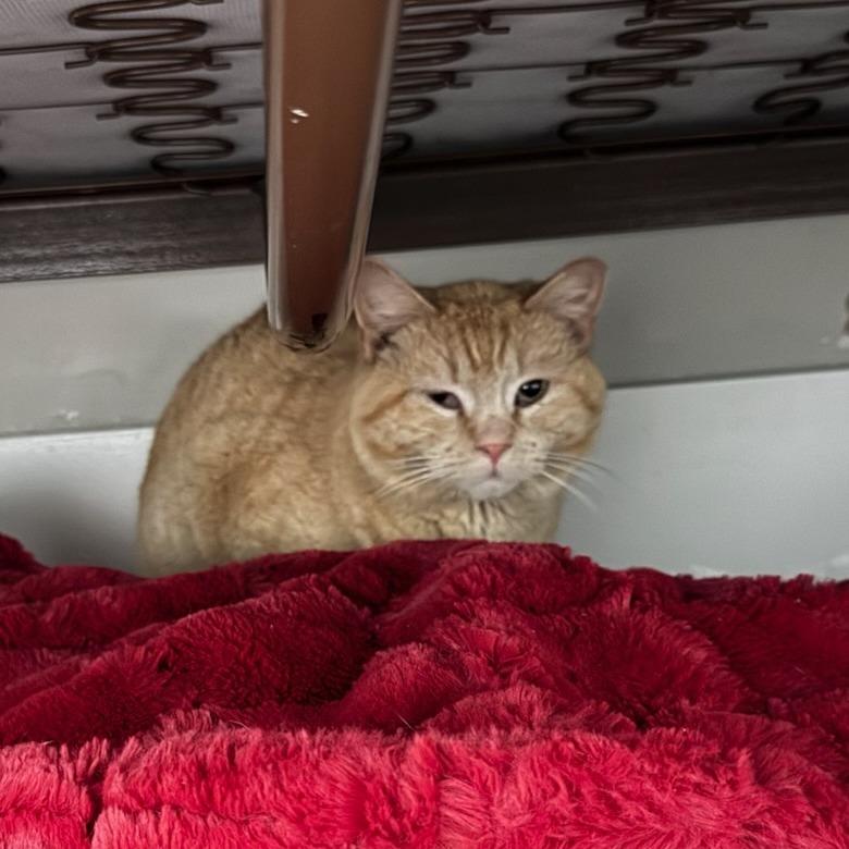 Cucumber, Adoptable, Adult Male Domestic Short Hair.