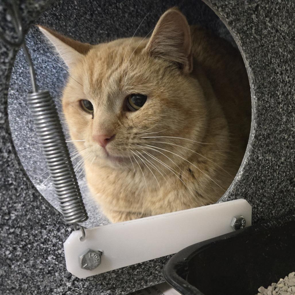 Enlarge Cucumber, a Adoptable Domestic Short Hair in Salt Lake City, UT image 2/4