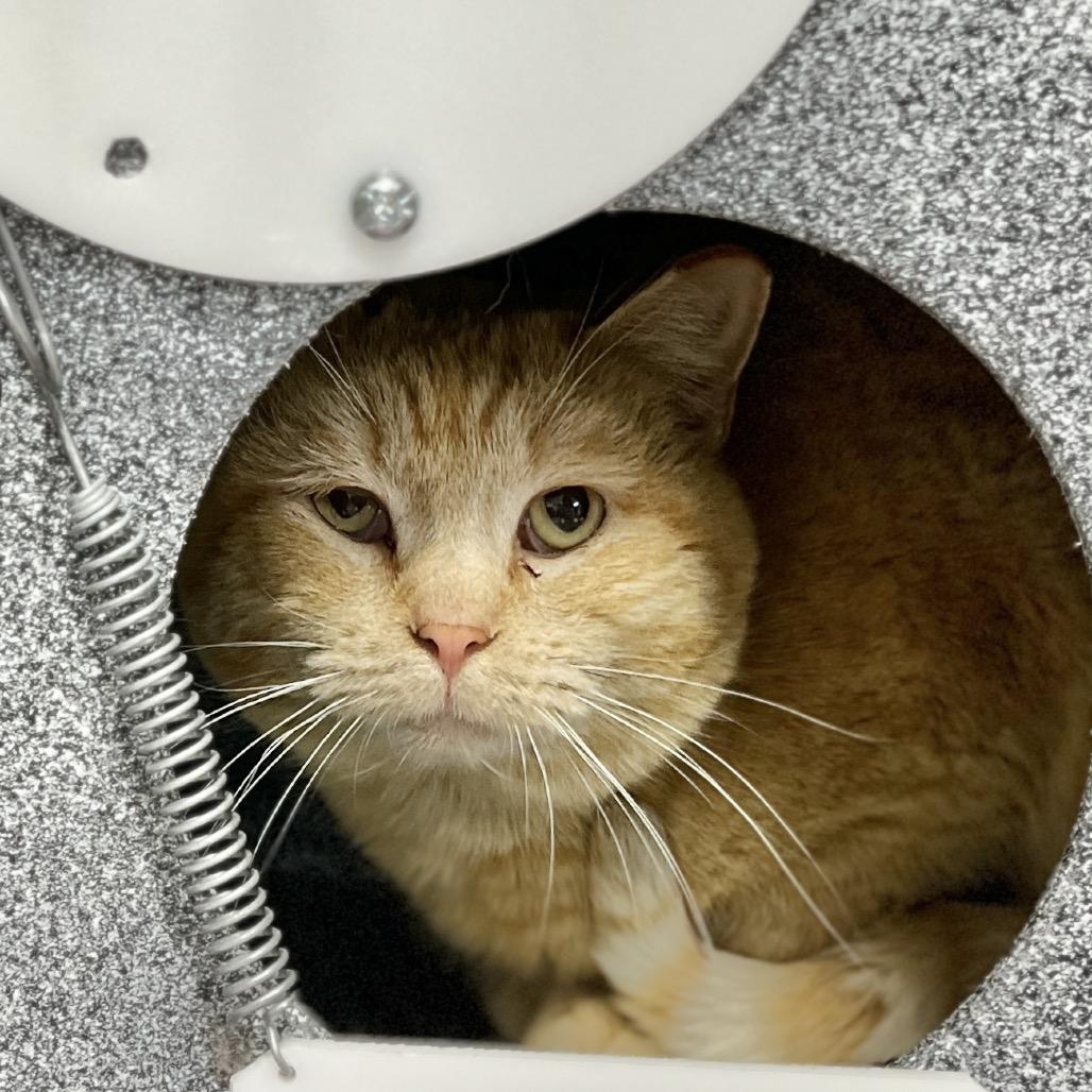 Enlarge Cucumber, a Adoptable Domestic Short Hair in Salt Lake City, UT image 3/4