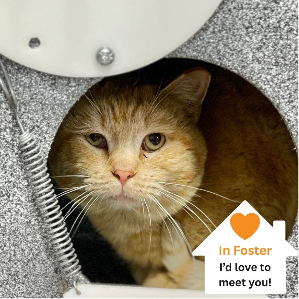 Enlarge Cucumber, a Adoptable Domestic Short Hair in Salt Lake City, UT image 4/4