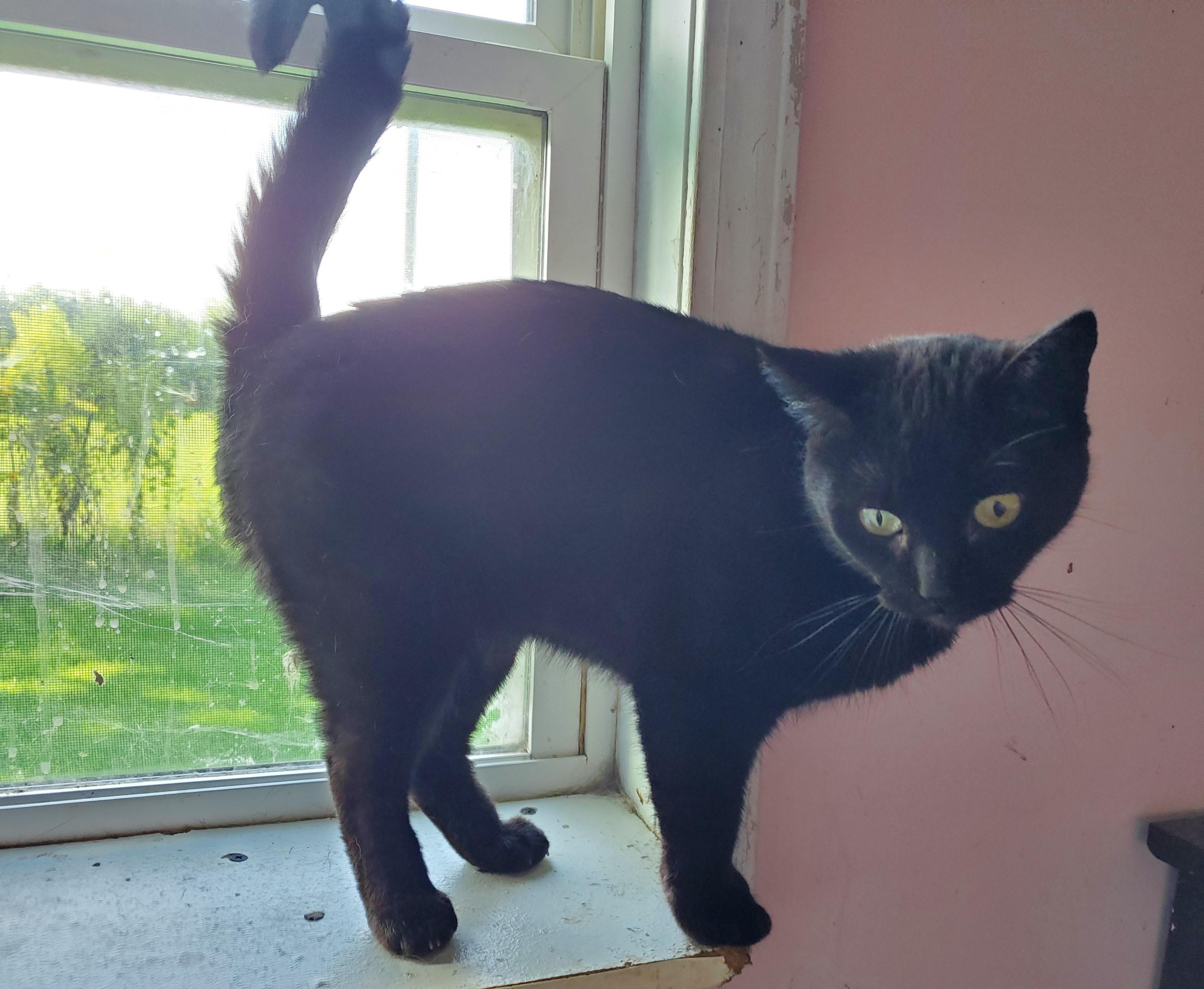 Enlarge River, a Adoptable Domestic Short Hair in Springfield, IL image 2/4