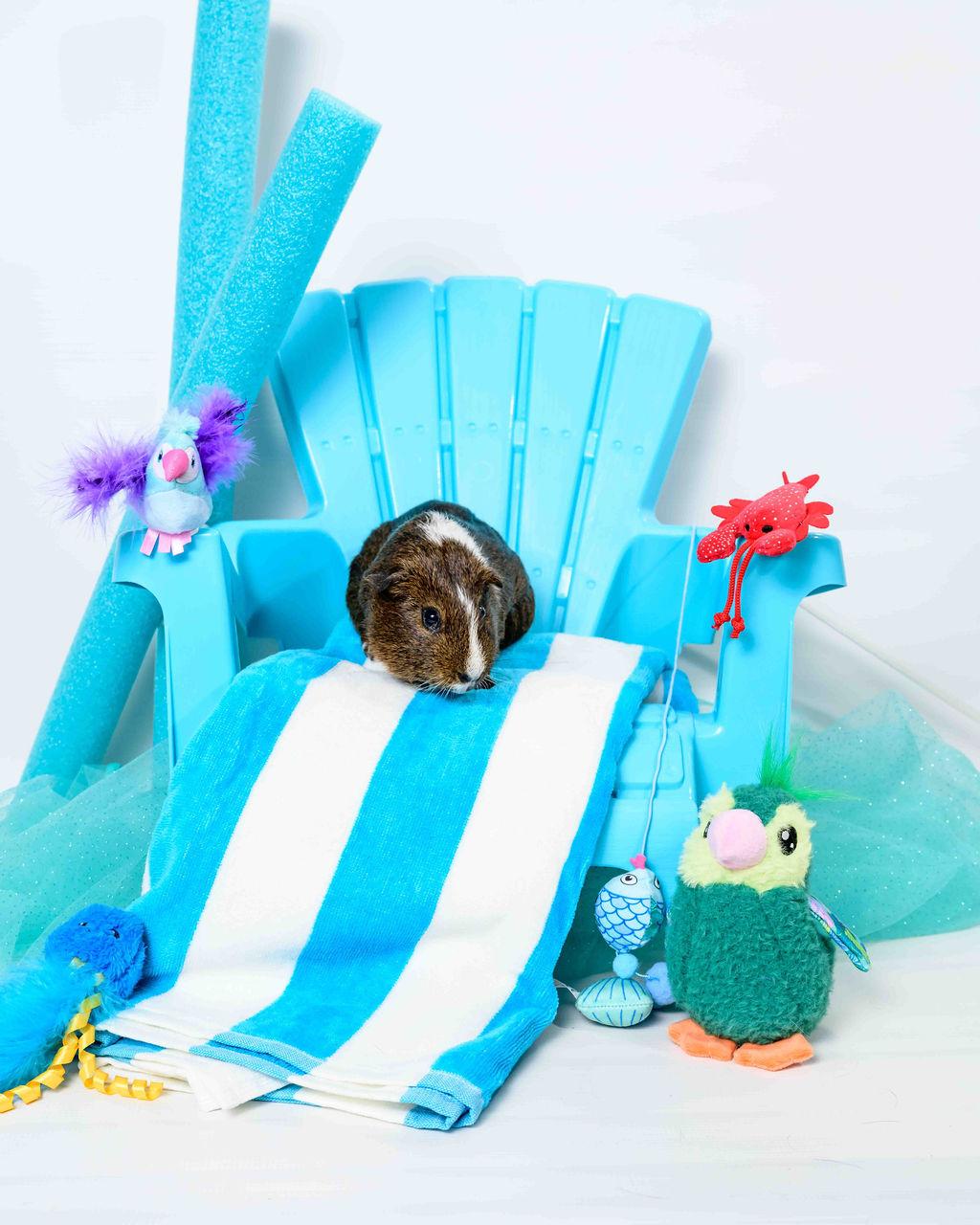 Eugene Guinea Pig Small & Furry