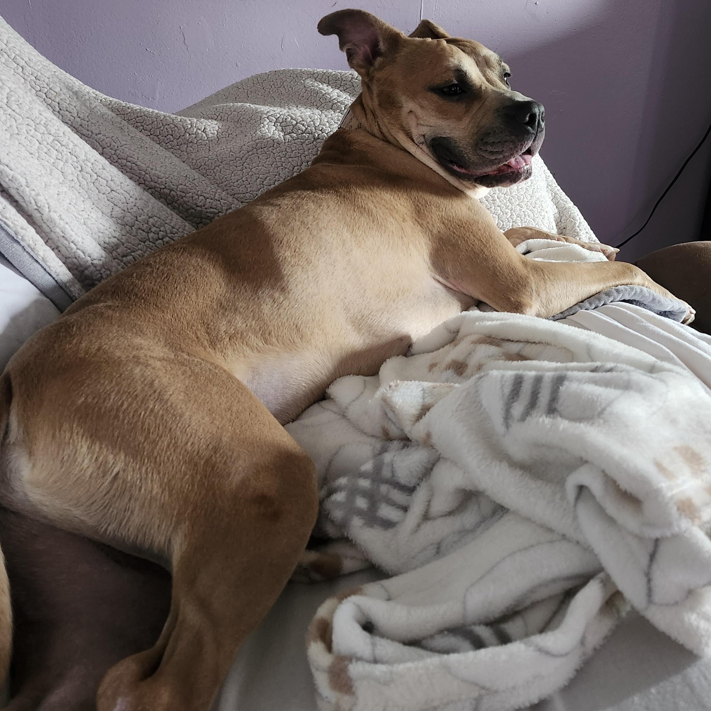 Buttons, ADOPTABLE, Adult Male Pit Bull Terrier.