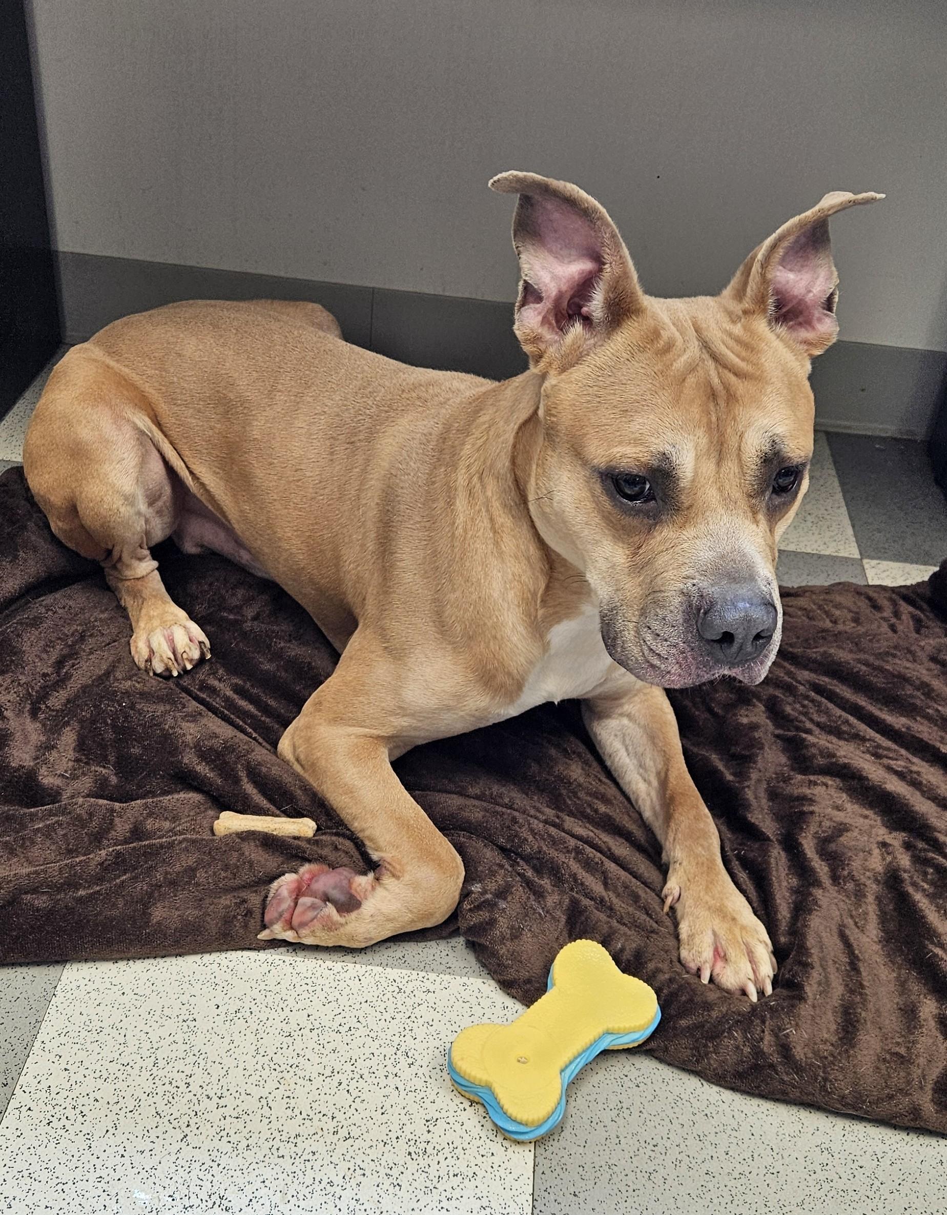 Buttons, a ADOPTABLE mixed breed in Benton Harbor, MI image 1/4