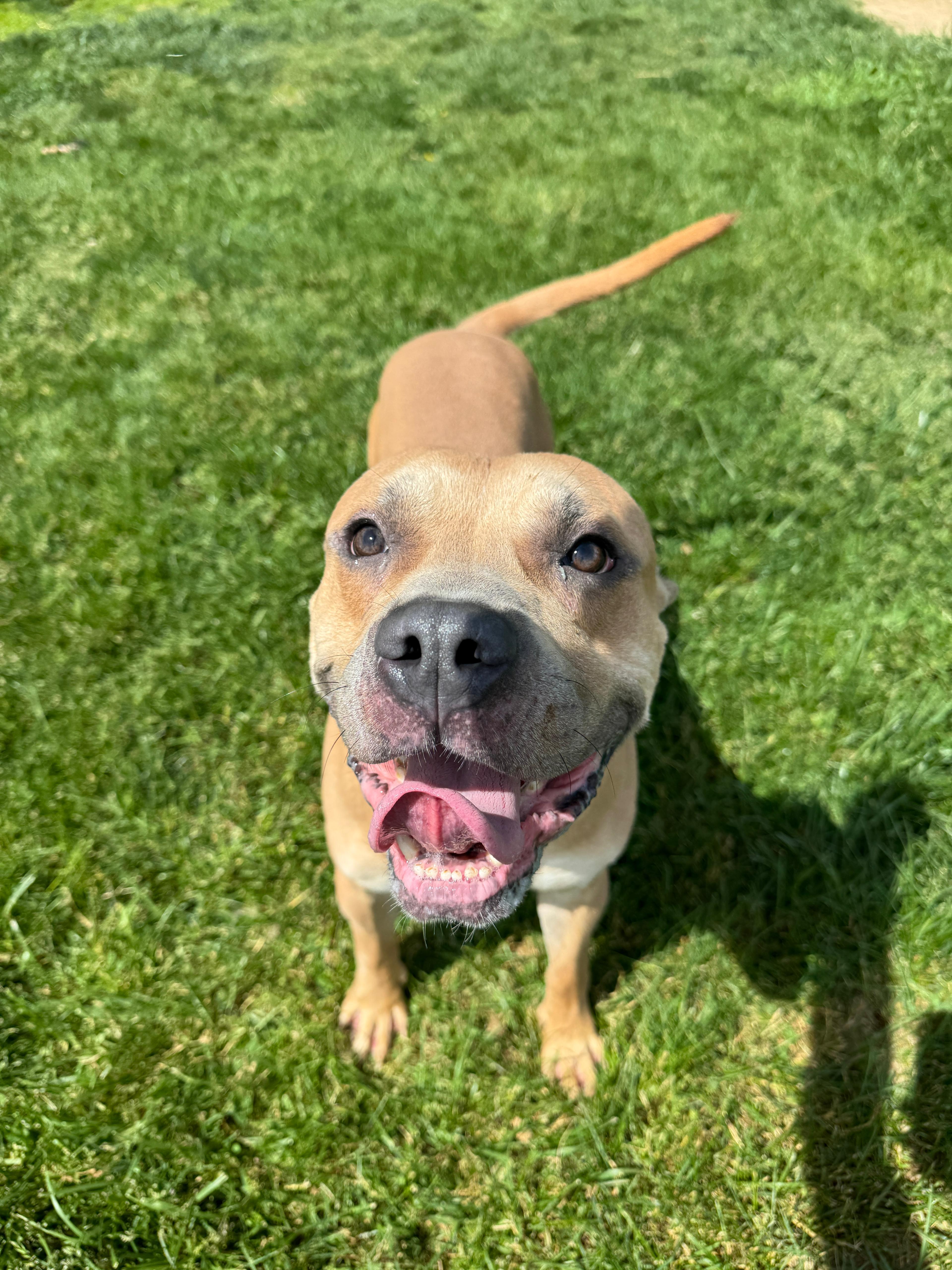 Buttons, a ADOPTABLE mixed breed in Benton Harbor, MI image 2/4