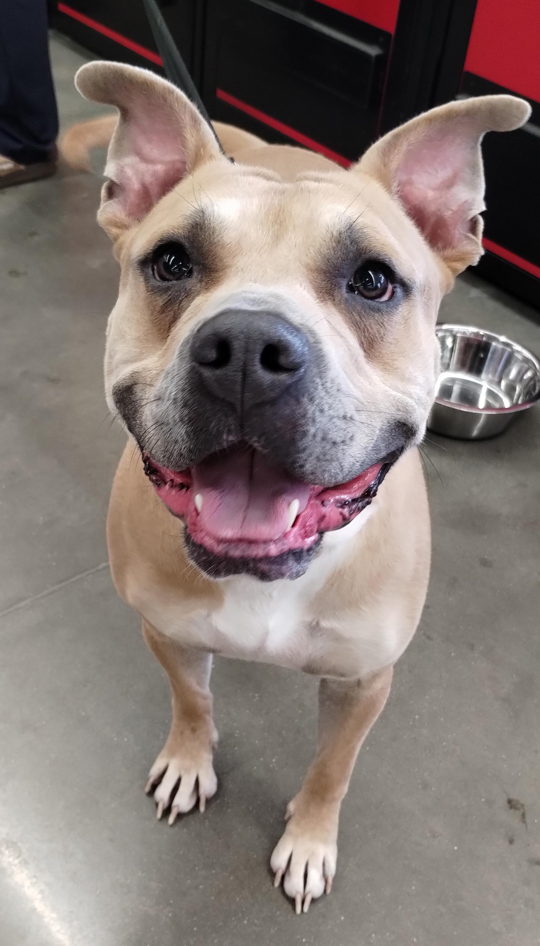 Buttons, ADOPTABLE, Adult Male Pit Bull Terrier.