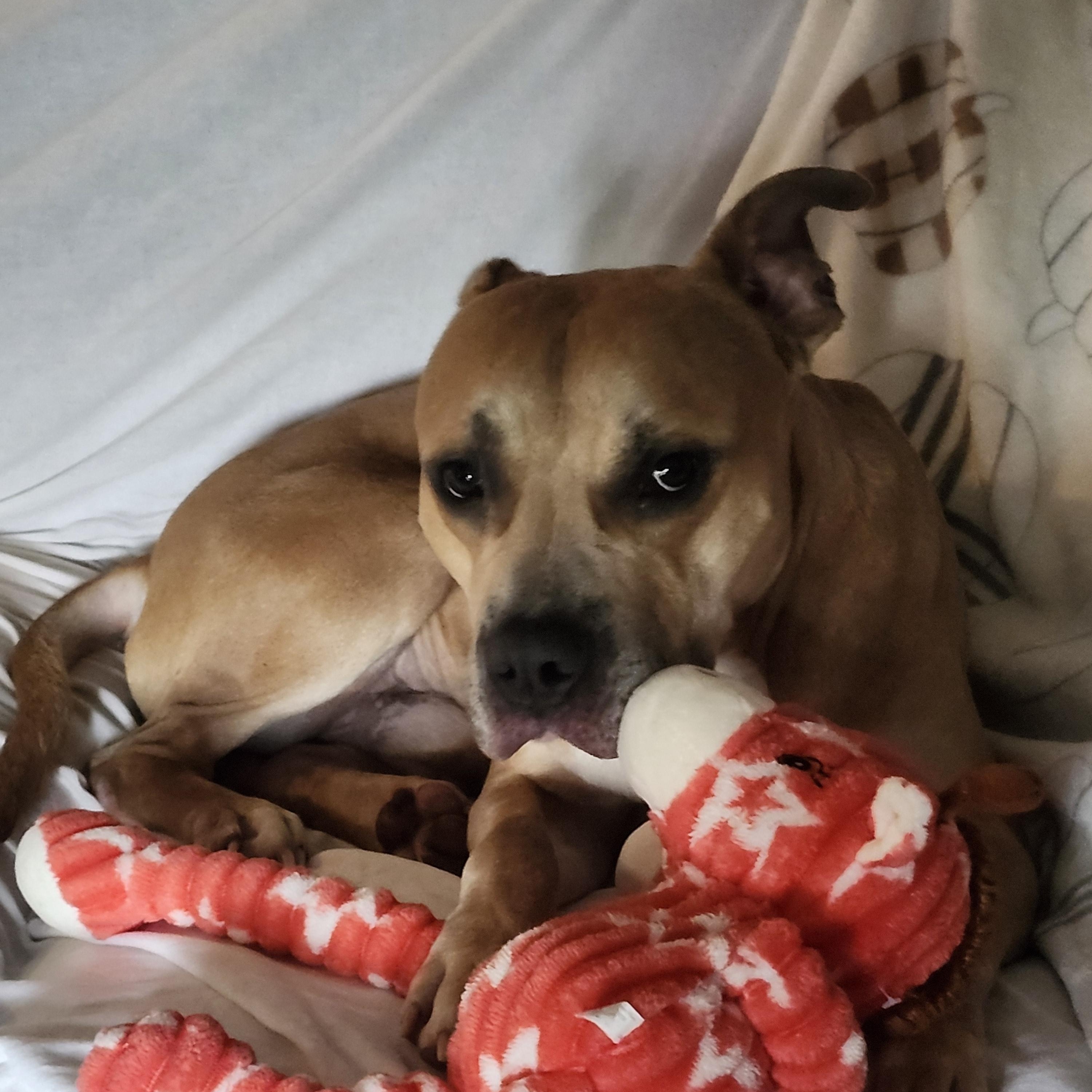 Enlarge Buttons, a ADOPTABLE mixed breed in Benton Harbor, MI image 6/6
