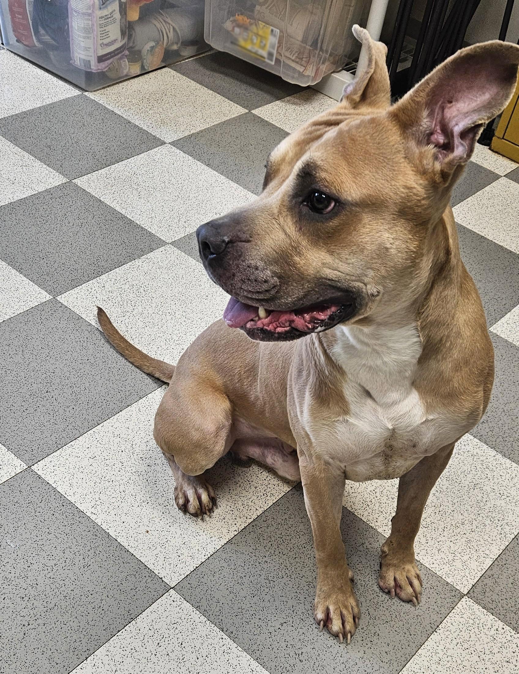 Buttons, a ADOPTABLE mixed breed in Benton Harbor, MI image 4/4
