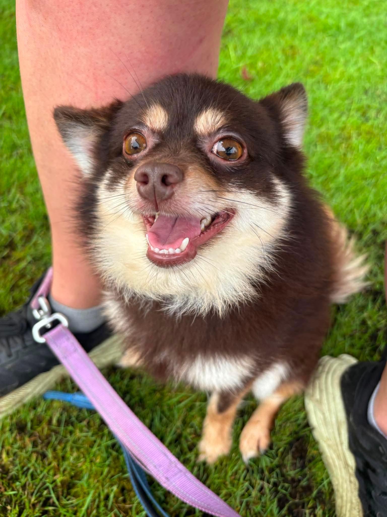 Wolfie, a ADOPTABLE mixed breed in Tacoma, WA image 2/3