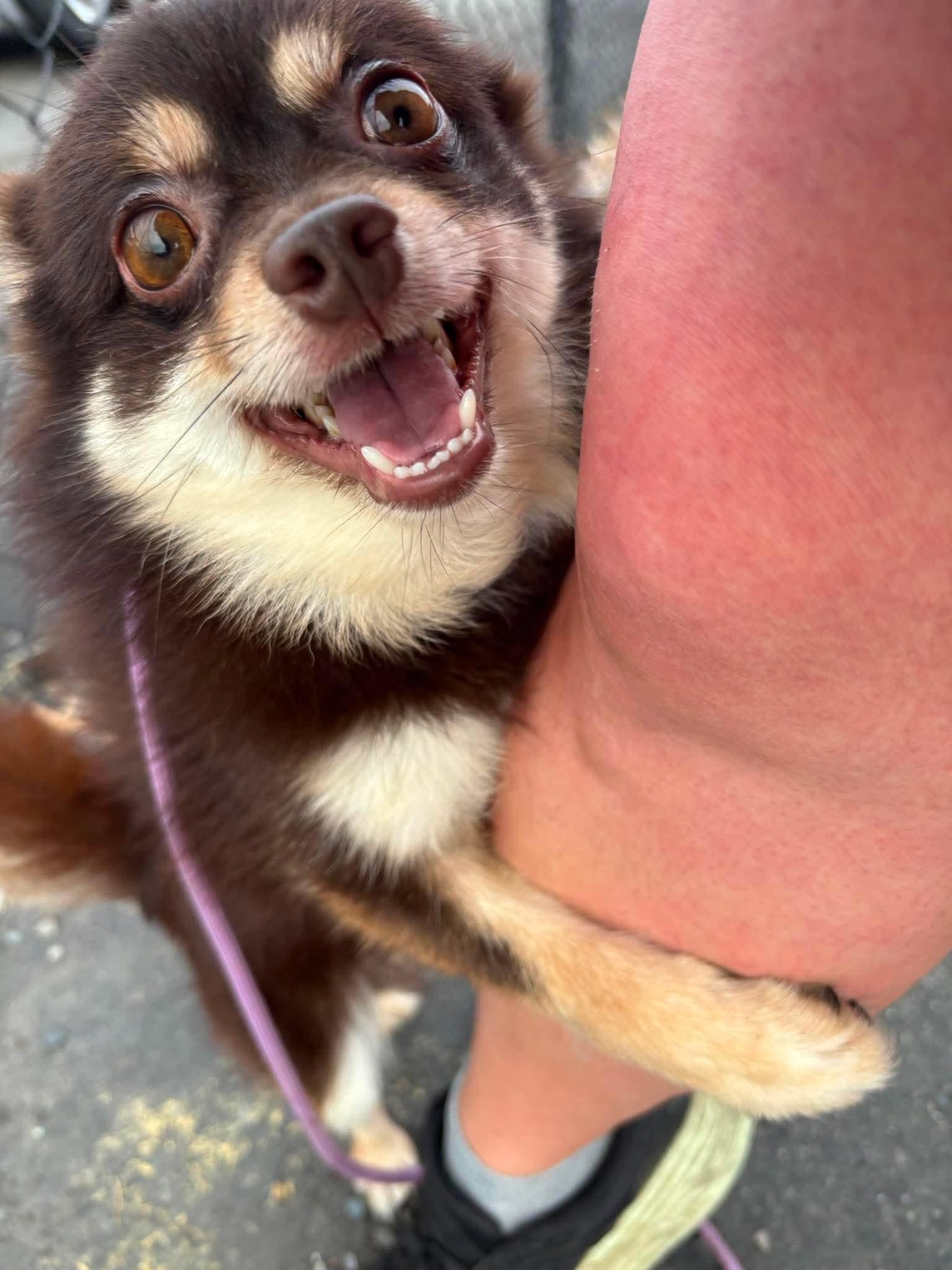 Wolfie, a ADOPTABLE mixed breed in Tacoma, WA image 3/3