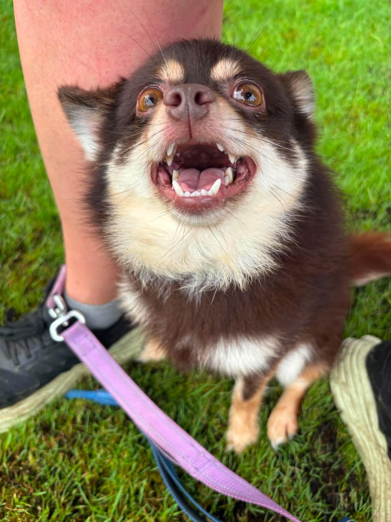 Wolfie, ADOPTABLE, Young Male Pomeranian.