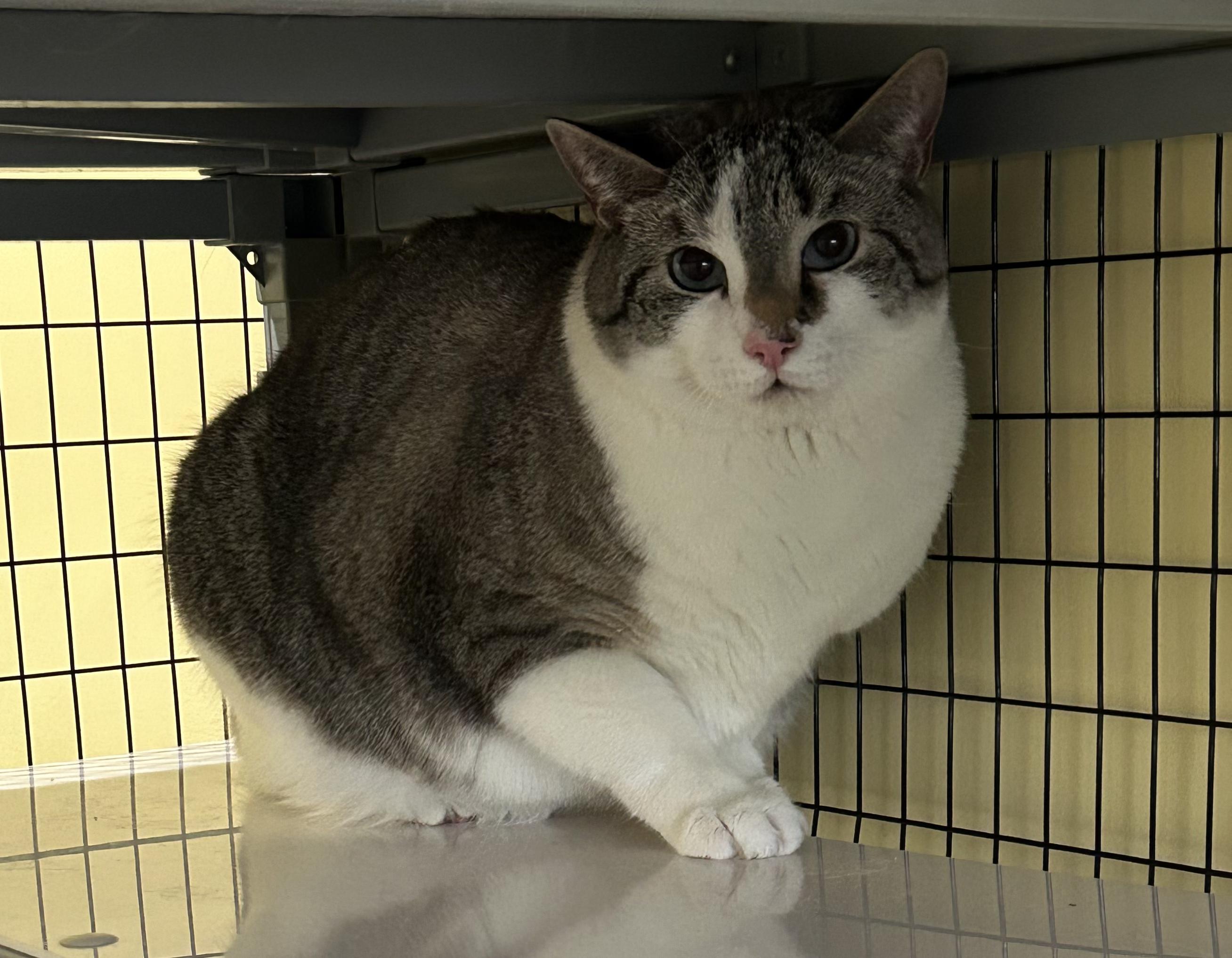 Jack-A Sad Tail looking for a Happy Ending, Adoptable, Adult Male Domestic Short Hair.