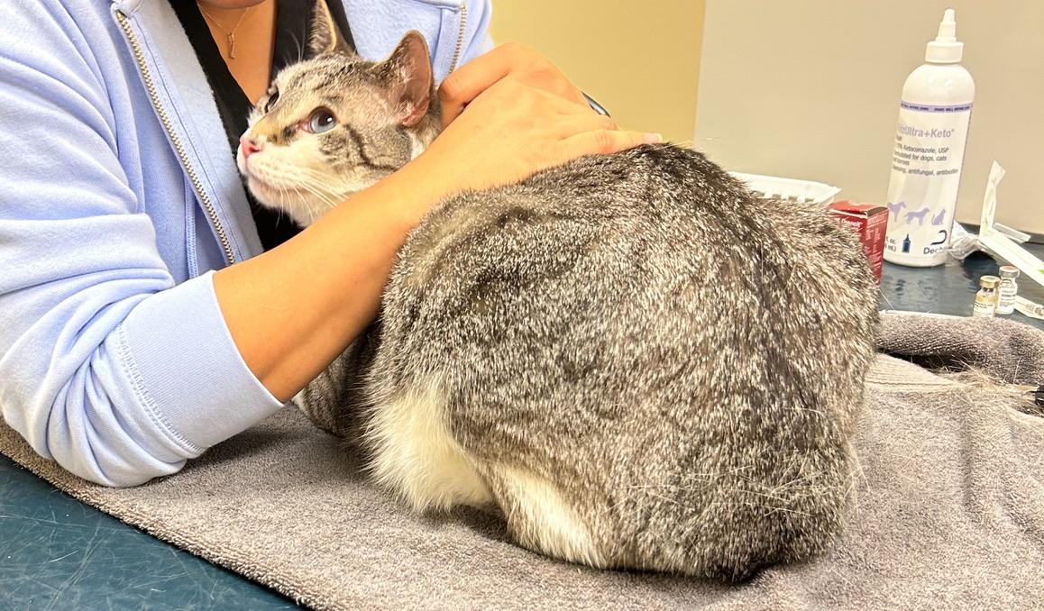 Enlarge Jack-A Sad Tail looking for a Happy Ending, a Adoptable Domestic Short Hair in Kinnelon, NJ image 2/3