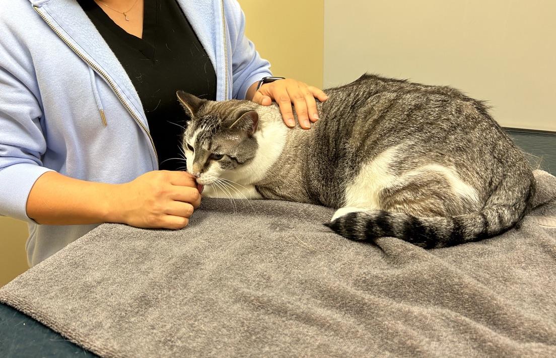 Enlarge Jack-A Sad Tail looking for a Happy Ending, a Adoptable Domestic Short Hair in Kinnelon, NJ image 3/3