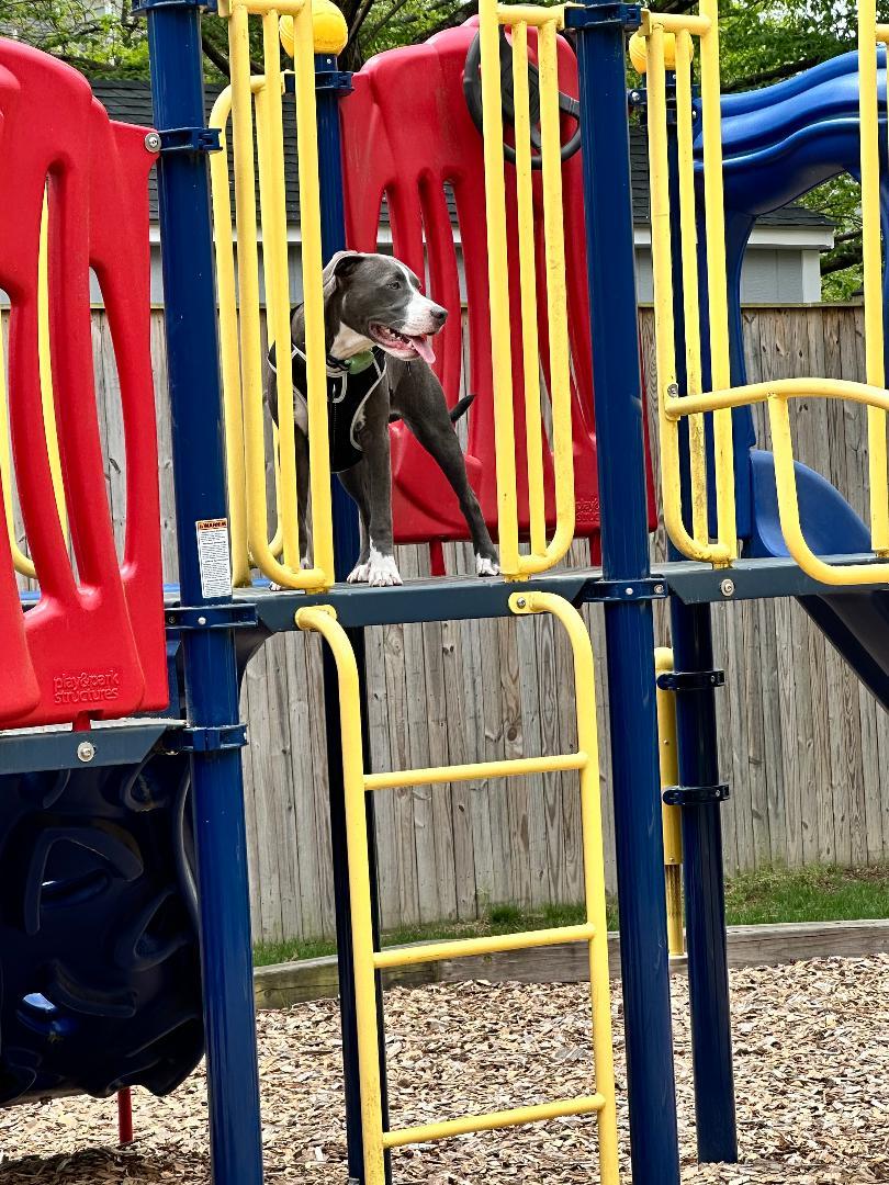 Chase, a Adopted mixed breed in Baltimore, MD image 1/3