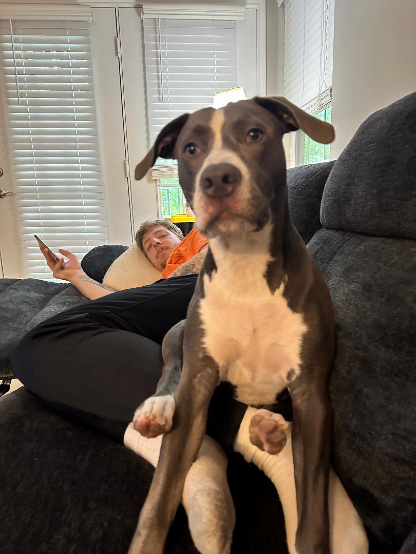 Chase, a Adopted mixed breed in Baltimore, MD image 3/3