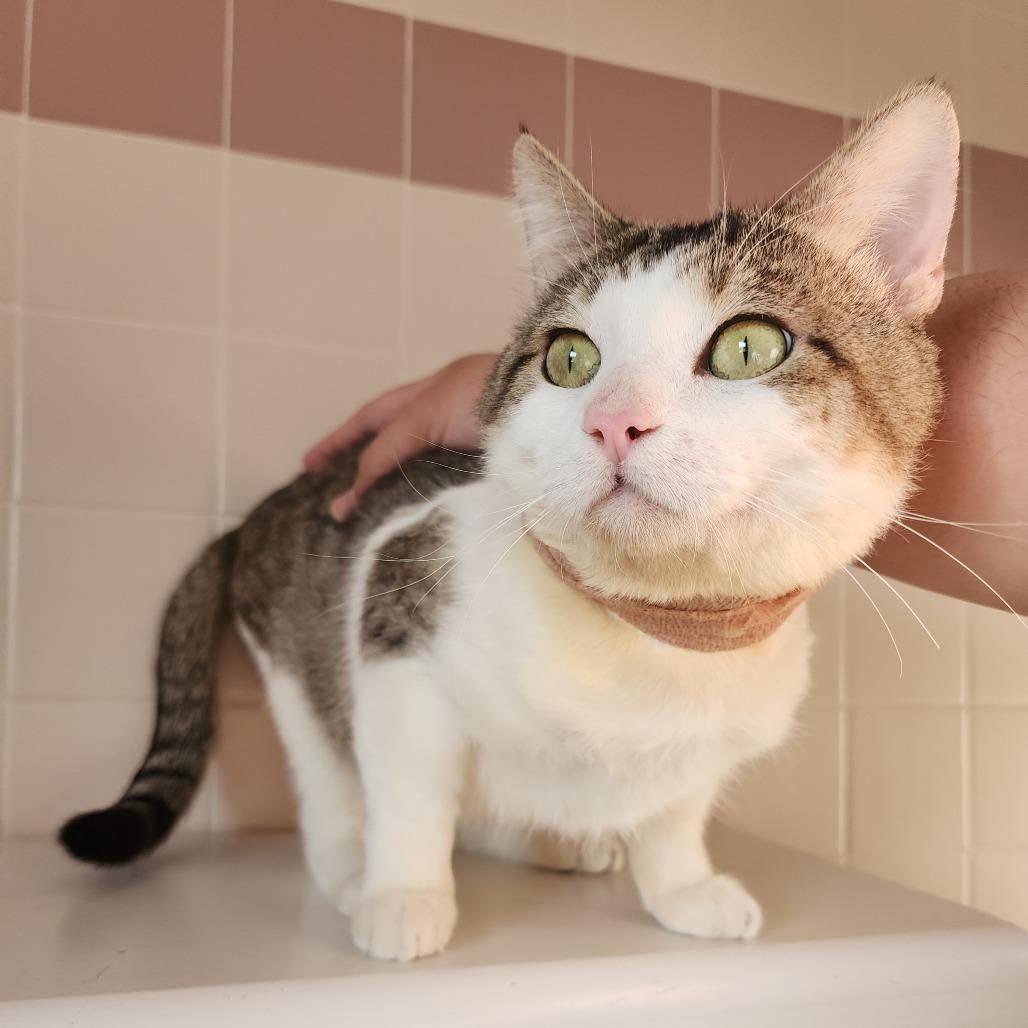 Enlarge Eros, a Adoptable Domestic Short Hair in Dixon, IL image 1/5