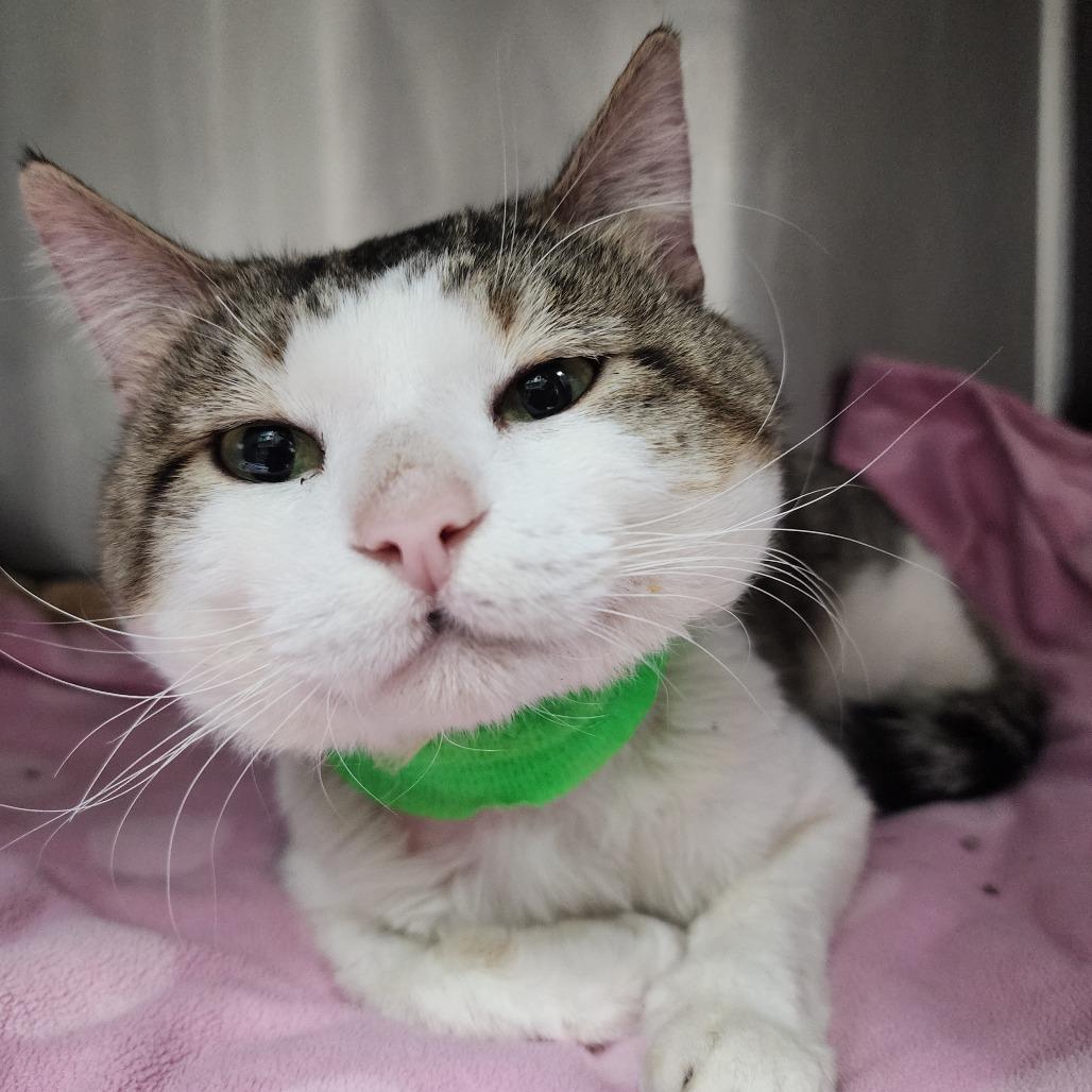 Enlarge Eros, a Adoptable Domestic Short Hair in Dixon, IL image 2/5