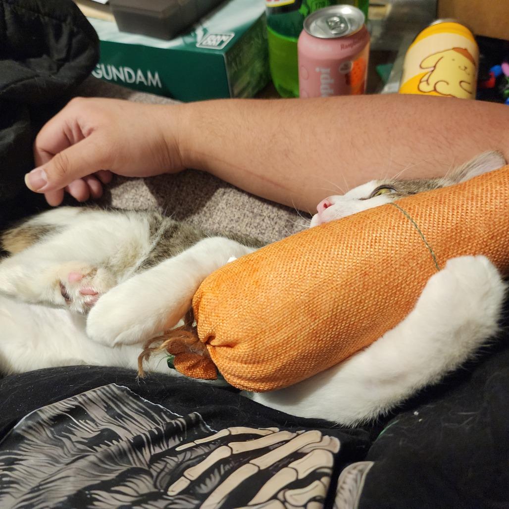 Enlarge Eros, a Adoptable Domestic Short Hair in Dixon, IL image 3/5