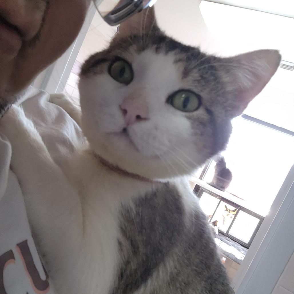 Enlarge Eros, a Adoptable Domestic Short Hair in Dixon, IL image 4/5