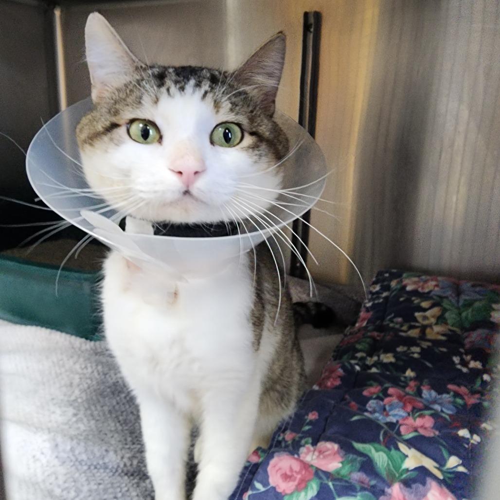 Enlarge Eros, a Adoptable Domestic Short Hair in Dixon, IL image 5/5