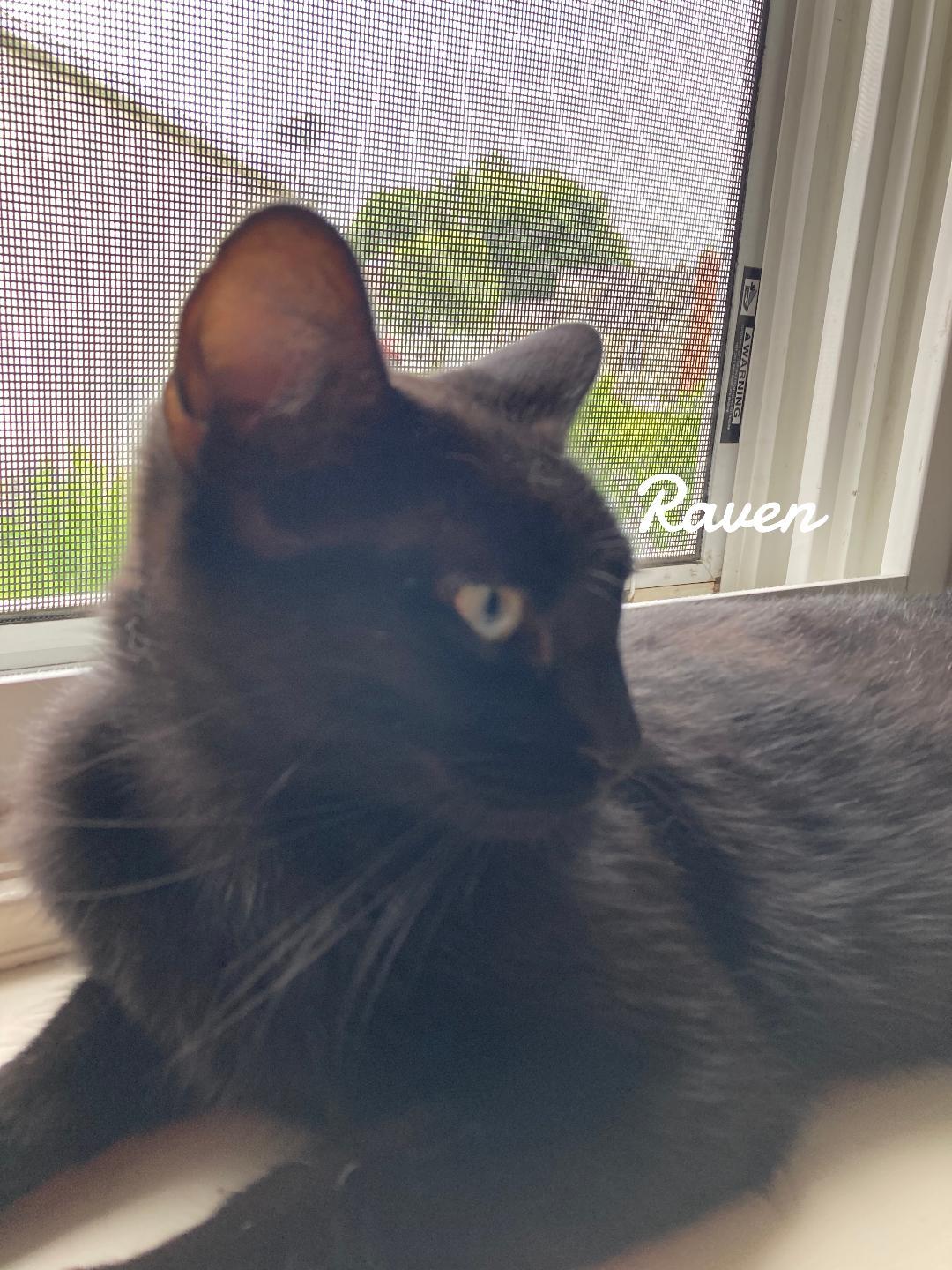 Enlarge Raven, a Adoptable Domestic Short Hair in Naugatuck, CT image 1/3