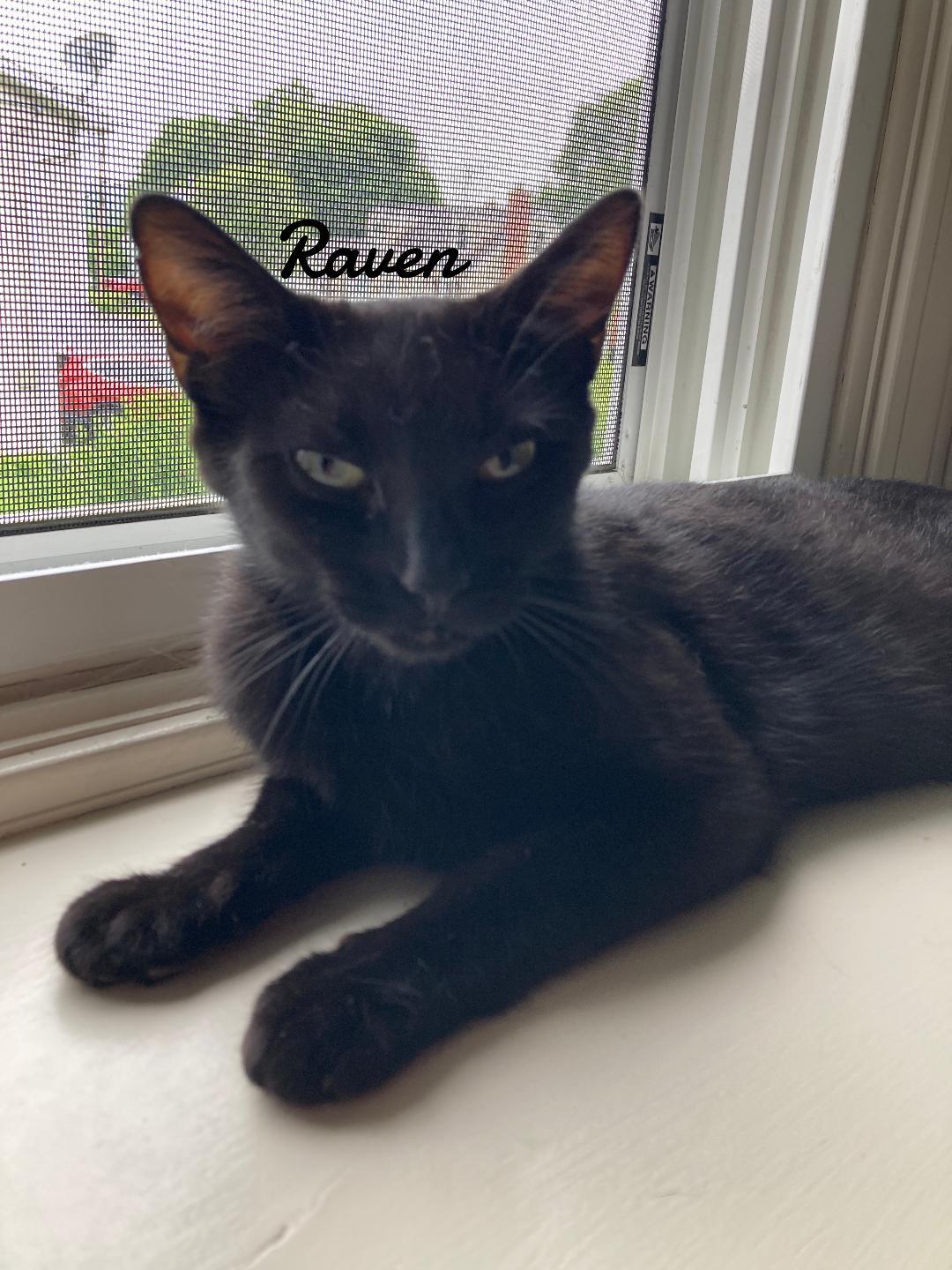 Enlarge Raven, a Adoptable Domestic Short Hair in Naugatuck, CT image 2/3