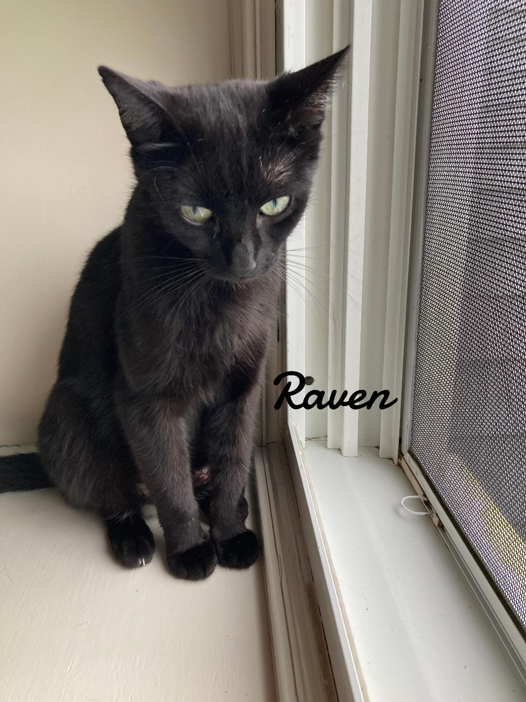 Enlarge Raven, a Adoptable Domestic Short Hair in Naugatuck, CT image 3/3