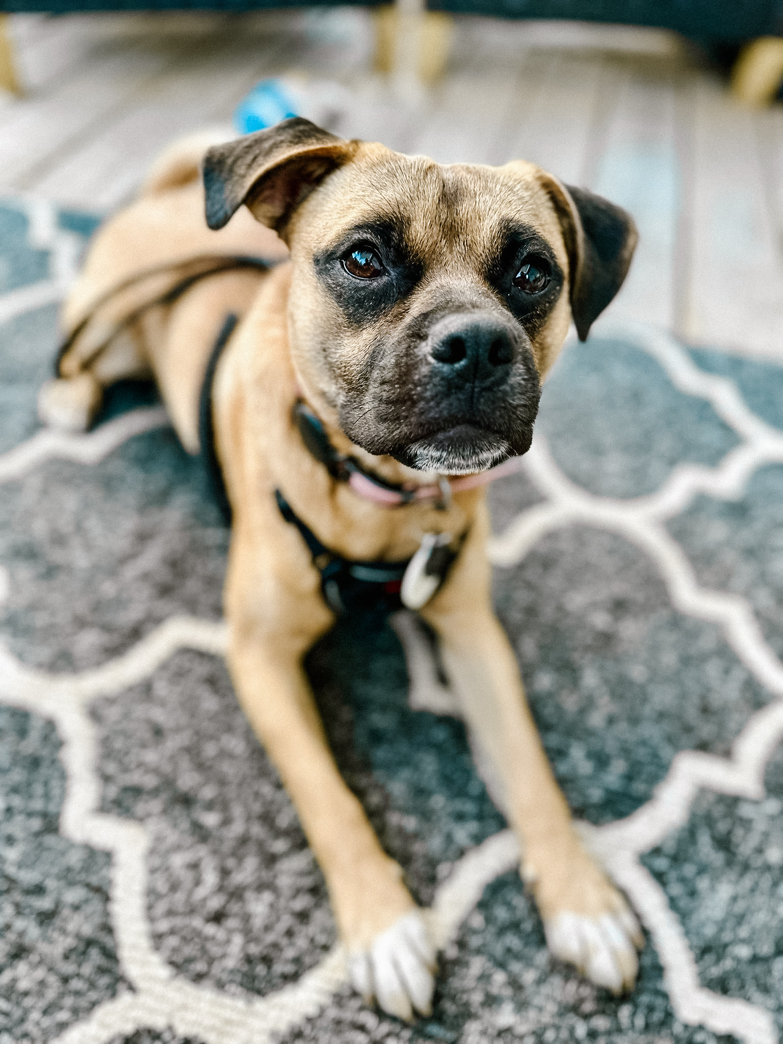 Lacy, Adopted, Young Female Mixed Breed.