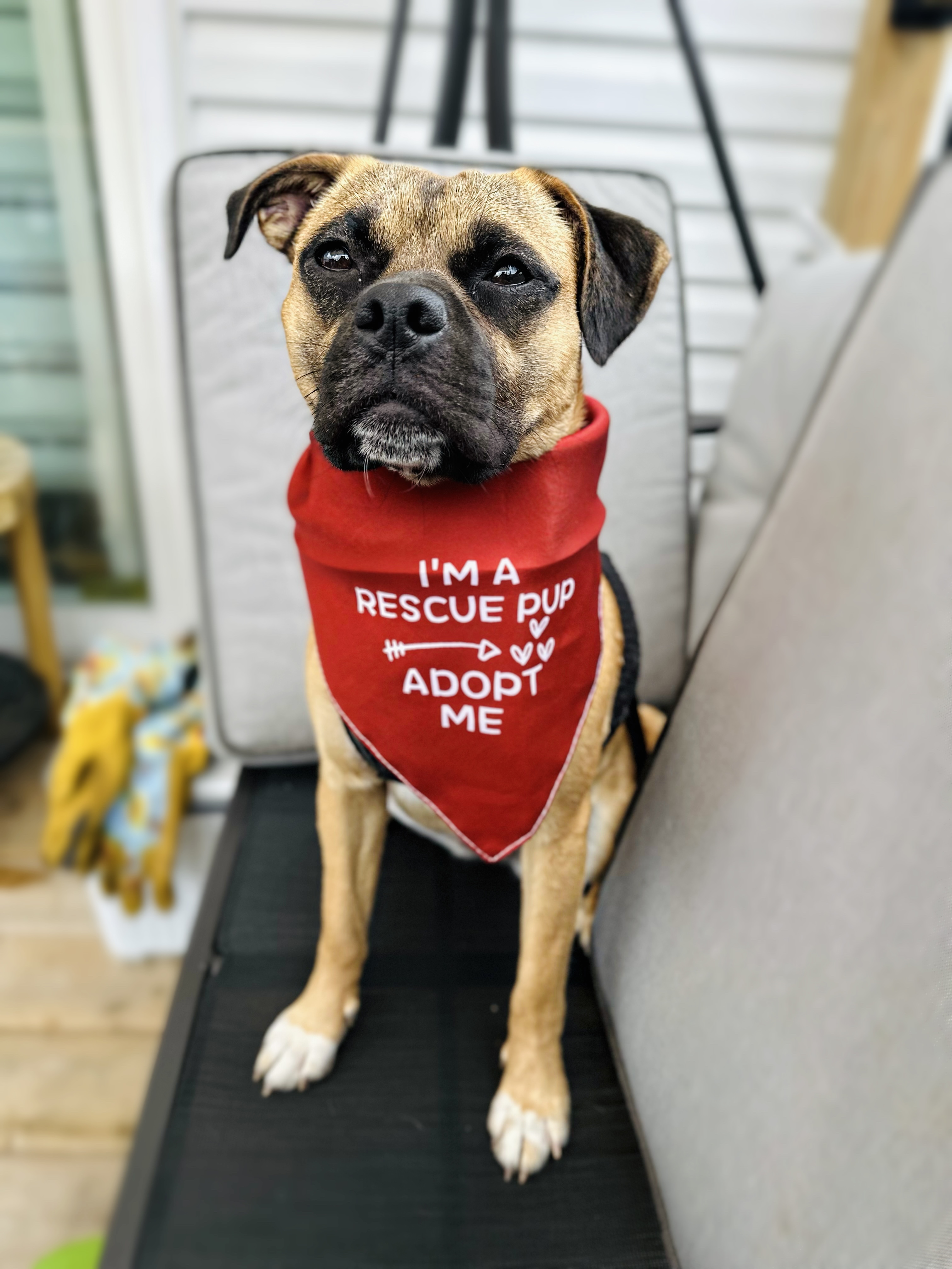 Lacy, a Adopted Mixed Breed in Mont-Royal, QC image 5/6