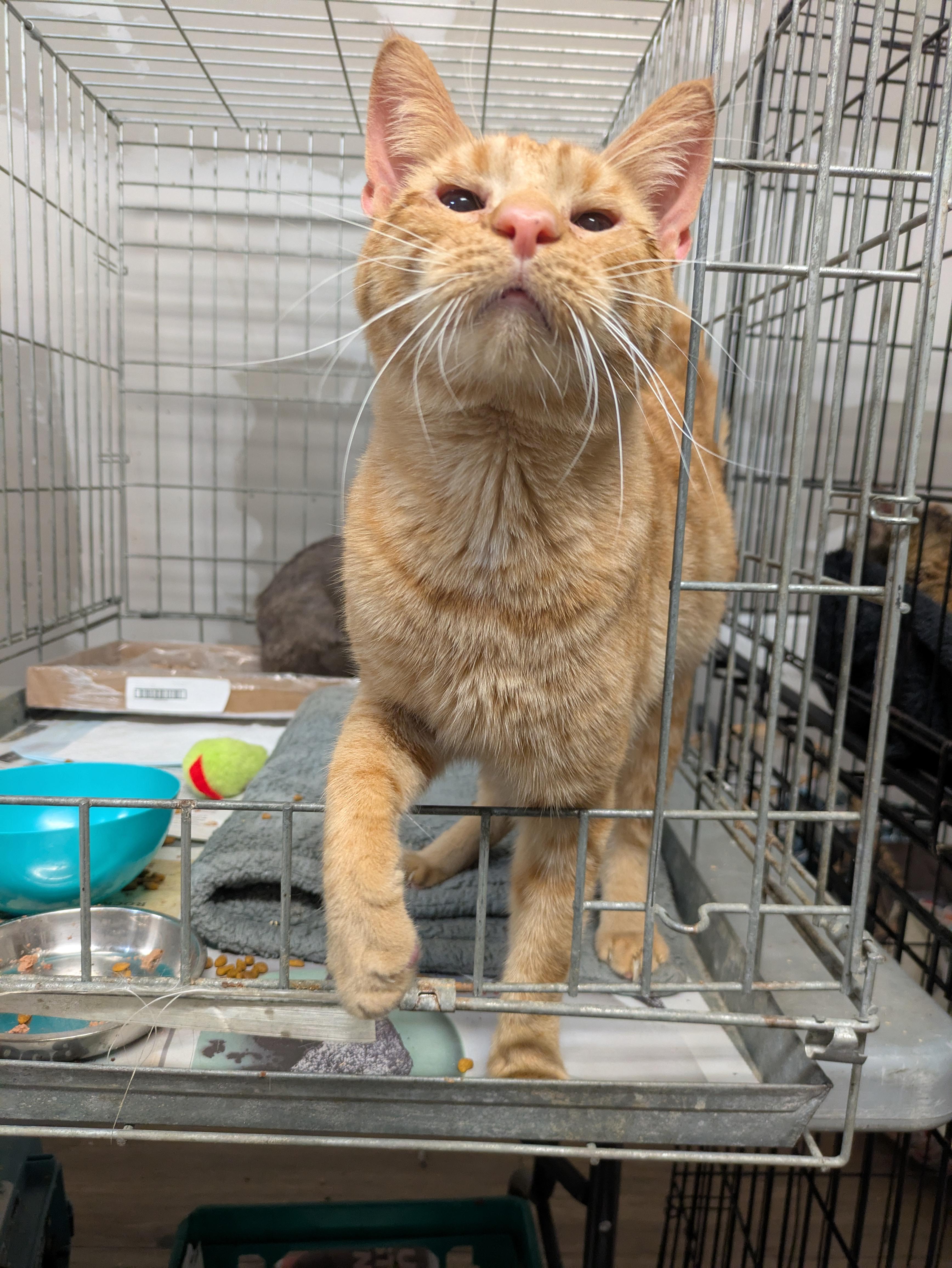 Enlarge Roux, a ADOPTABLE American Shorthair in Montclair, NJ image 5/5