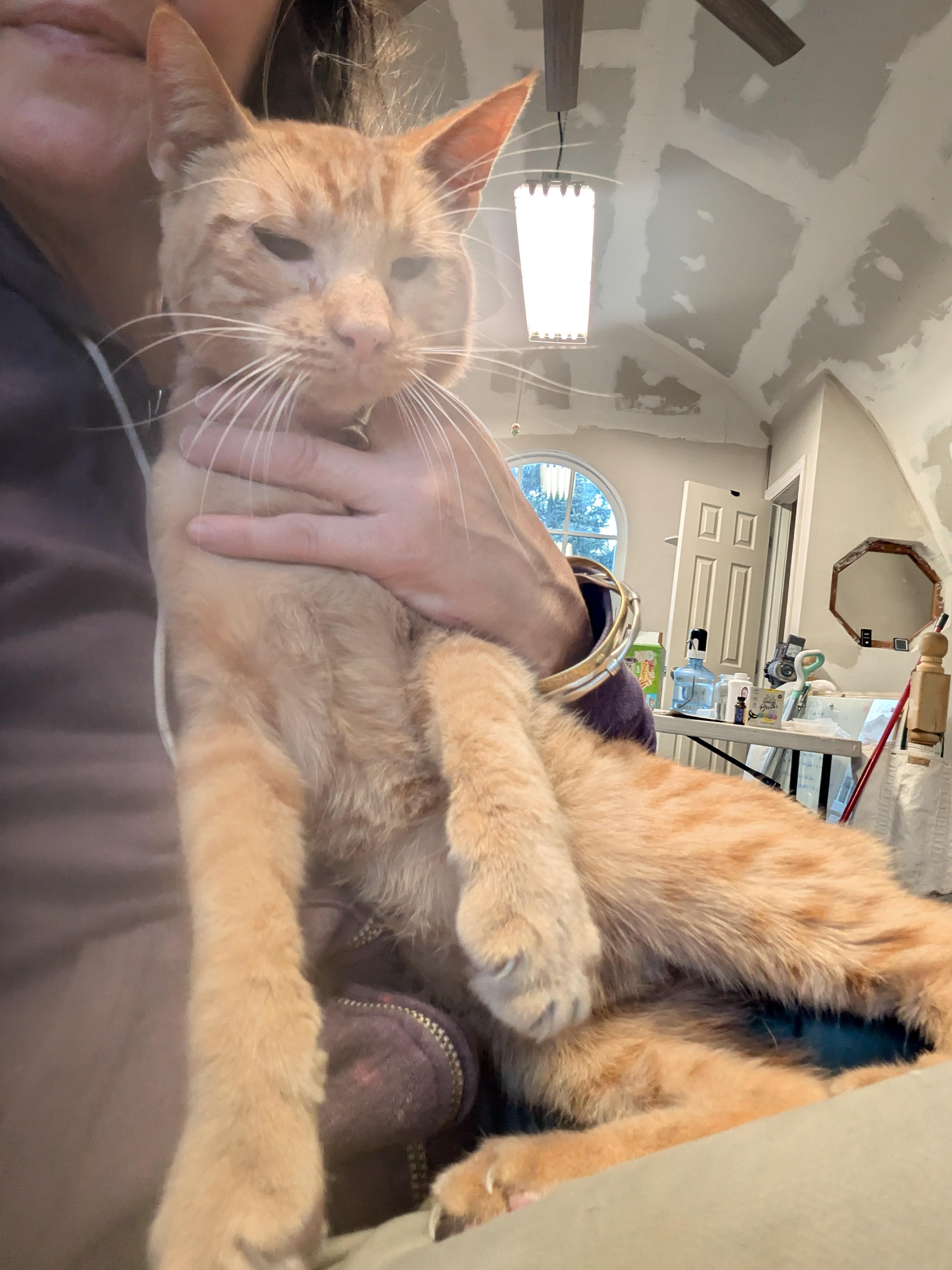 Enlarge Roux, a ADOPTABLE American Shorthair in Montclair, NJ image 3/5